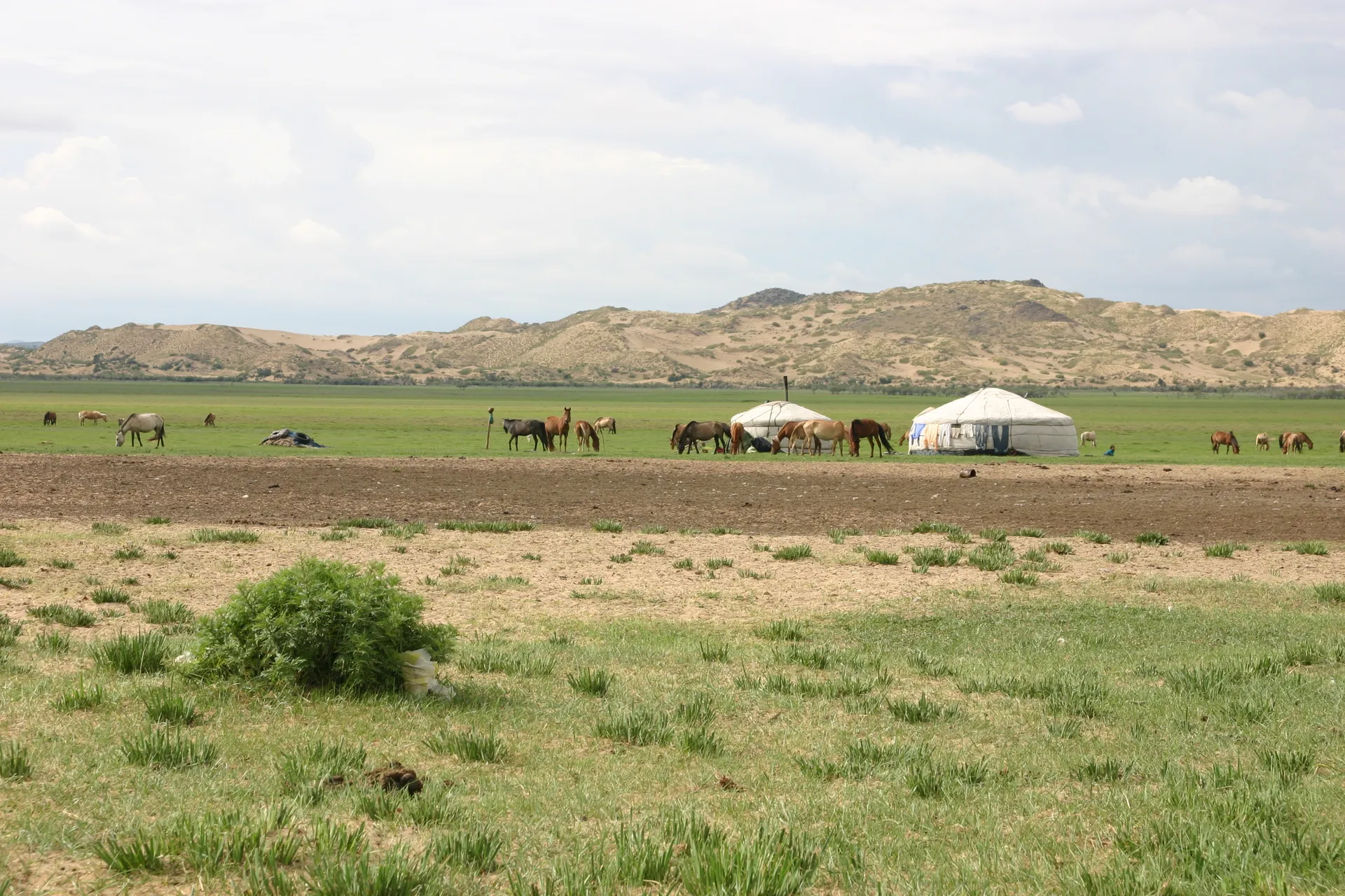 Het karakteristieke Mongoolse beeld: <i>ger</i>-tenten met wat vee in een steppelandschap [omgeving Khogno Khan]