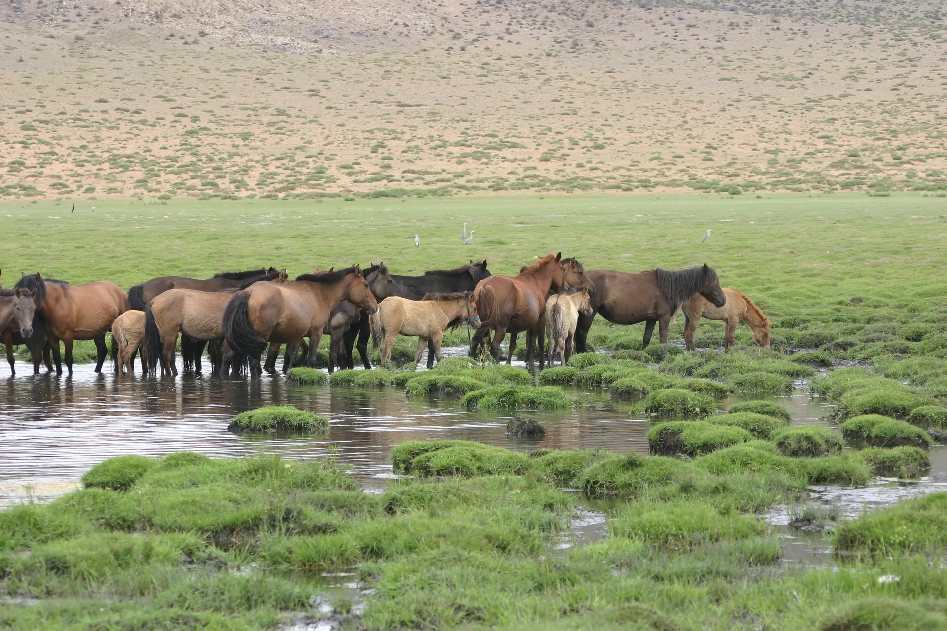 Paarden in het landschap [omgeving Khogno Khan]