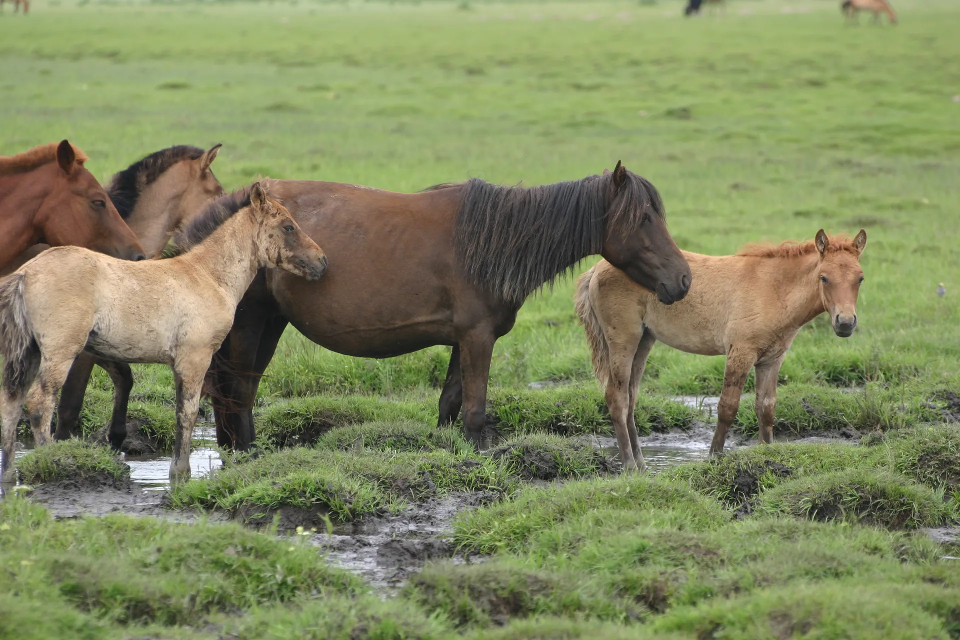 De vacht van de paarden is zeer verschillend van kleur [omgeving Khogno Khan]