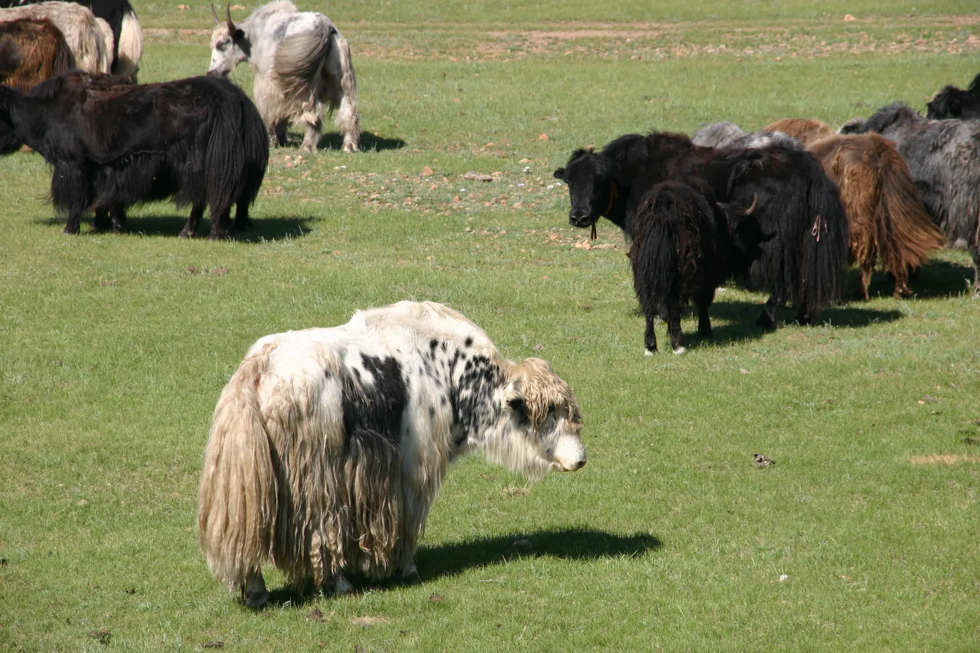 Yak [prov. Arkhangai]
