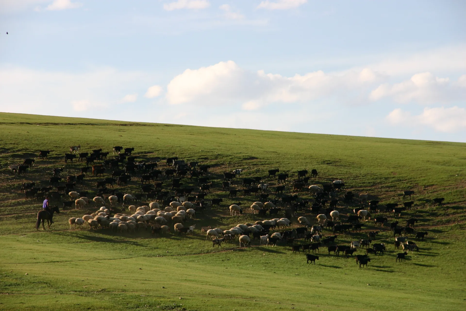 In het late avondlicht wordt een kudde schapen en geiten naar huis gebracht [bij Tsenkher Hot Spring]