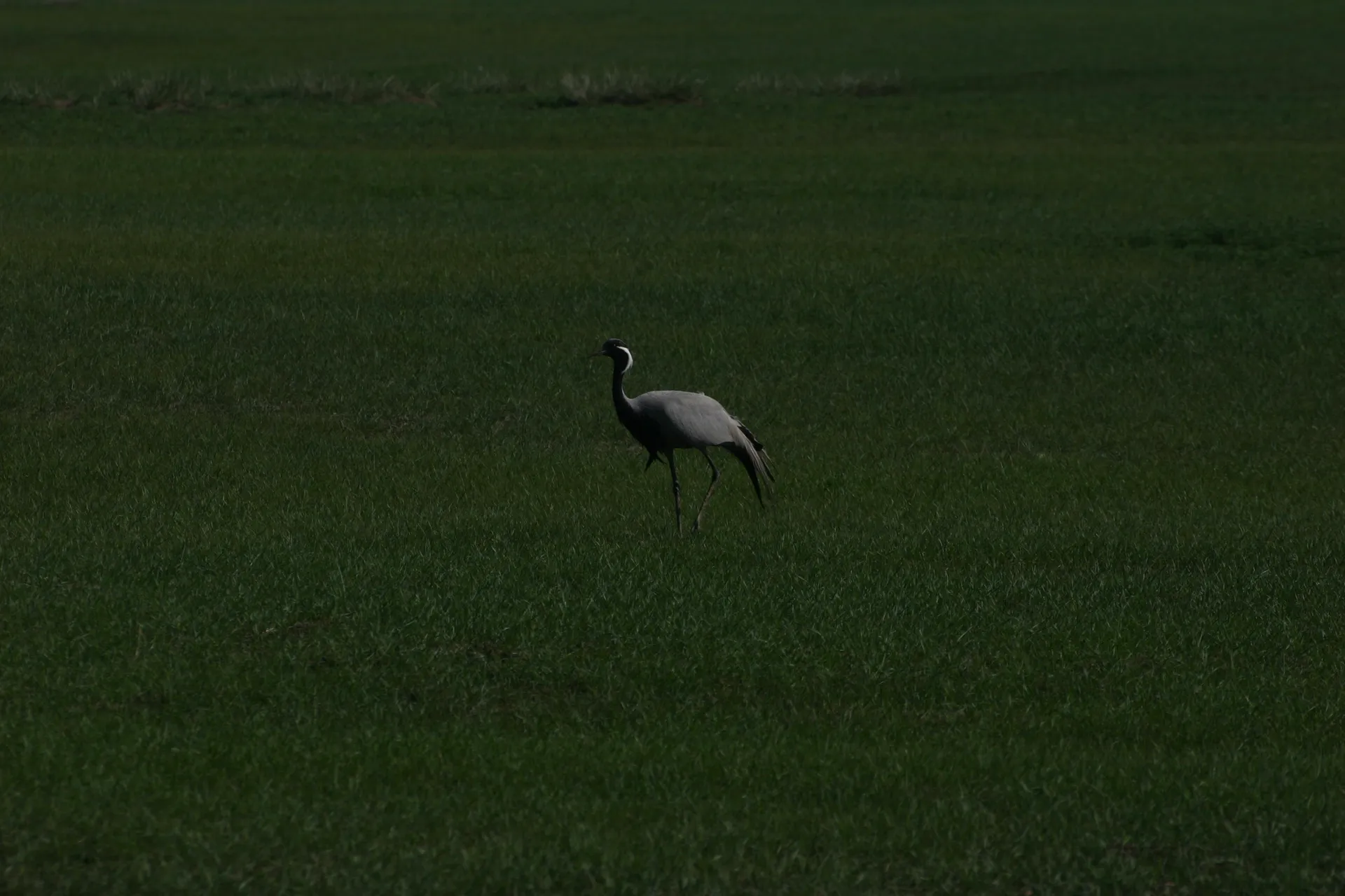 Kraanvogel (<i>Grus grus</i>) [nabij Arvaikheer]