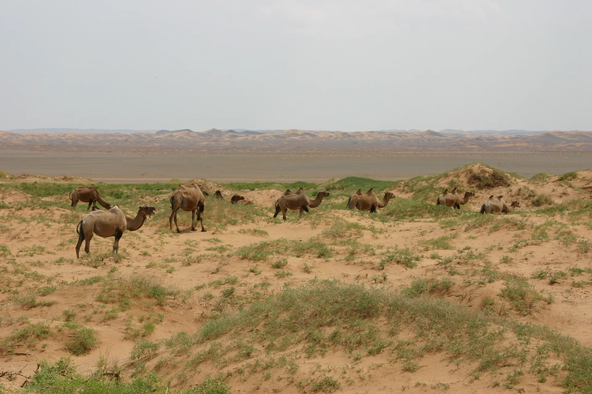 Kudde kamelen [Gobi]