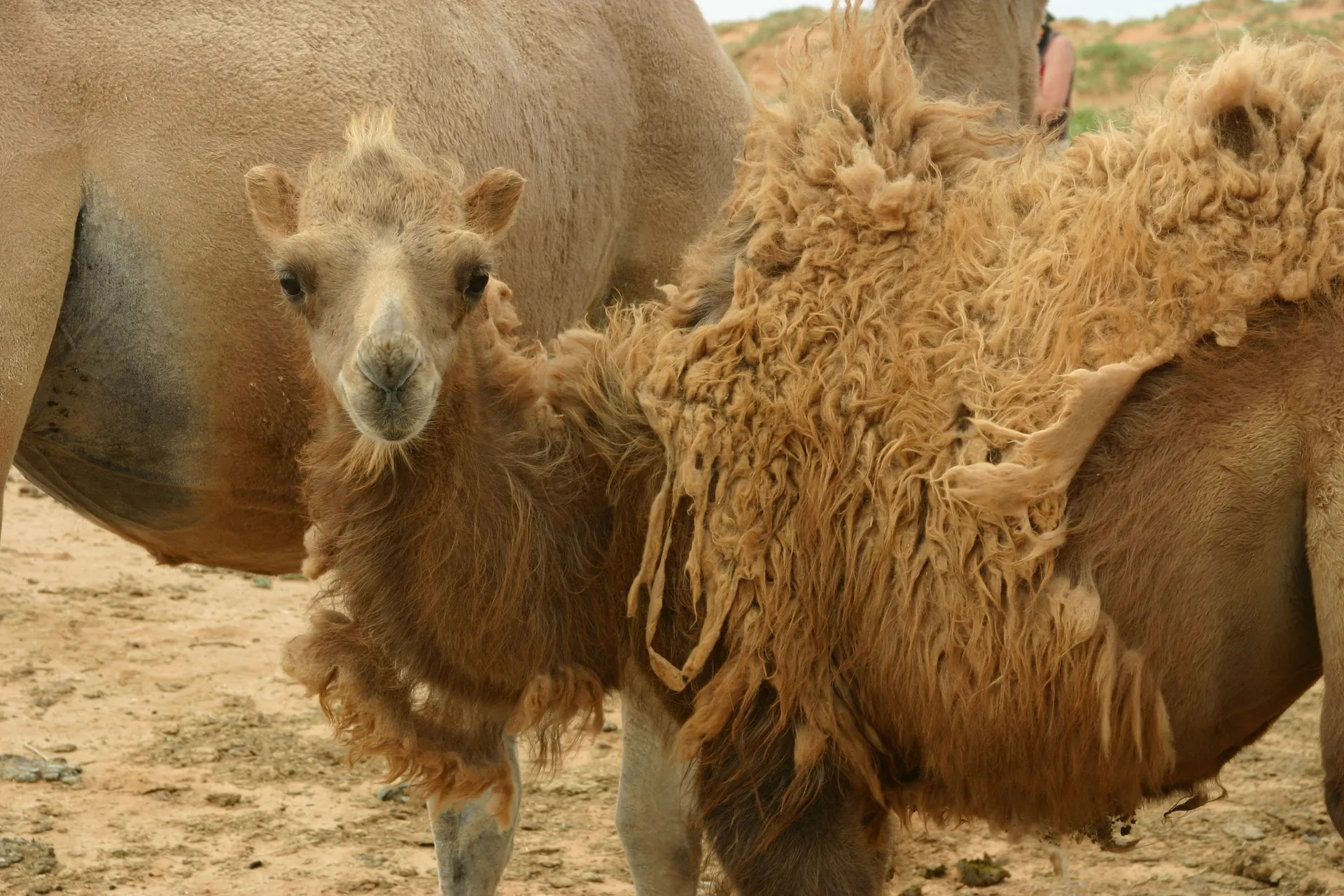 Kamelenjong, deels nog met dikke vacht [Gobi]