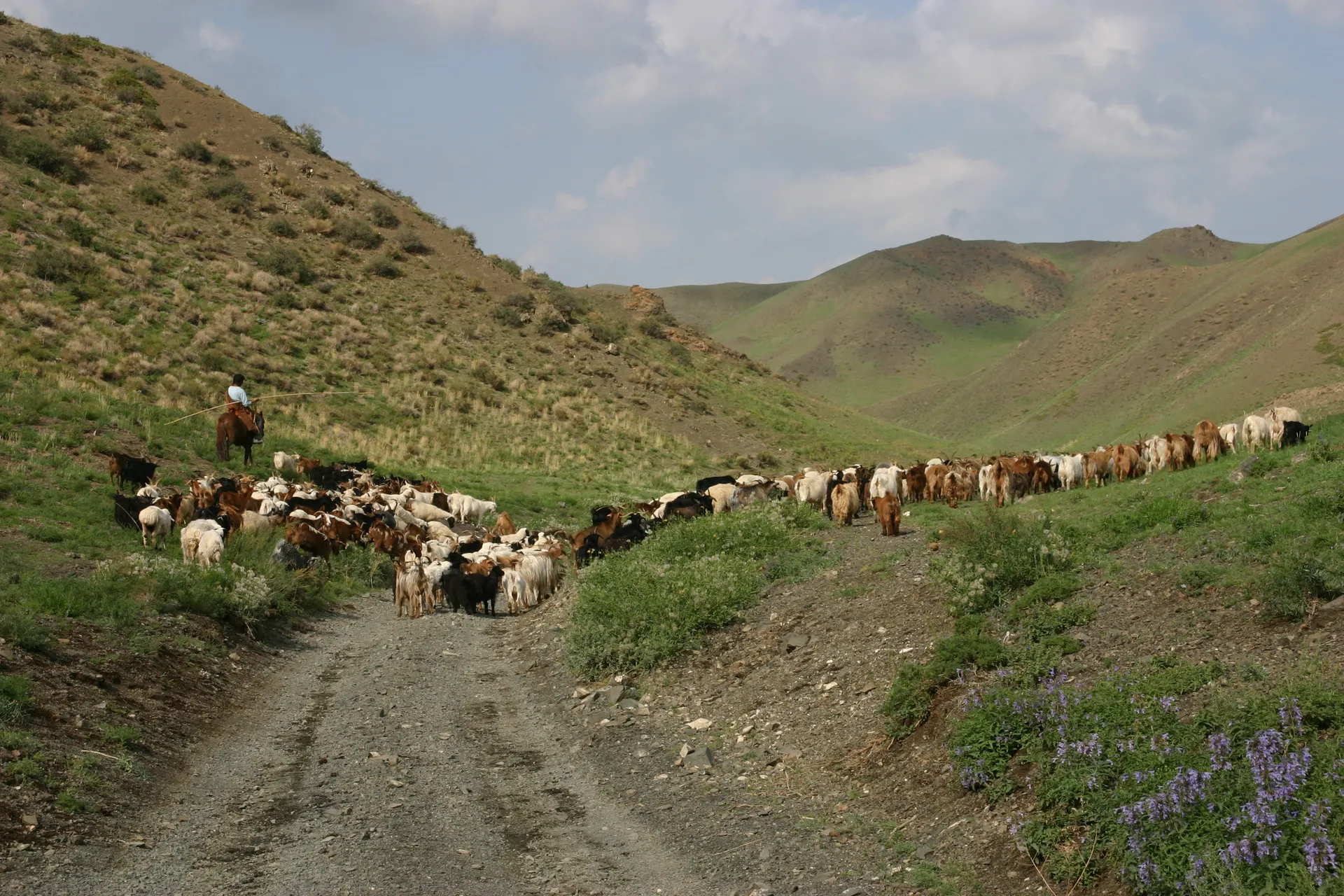 Veehoeder en zijn kudde [Yolyn Am, Gobi]