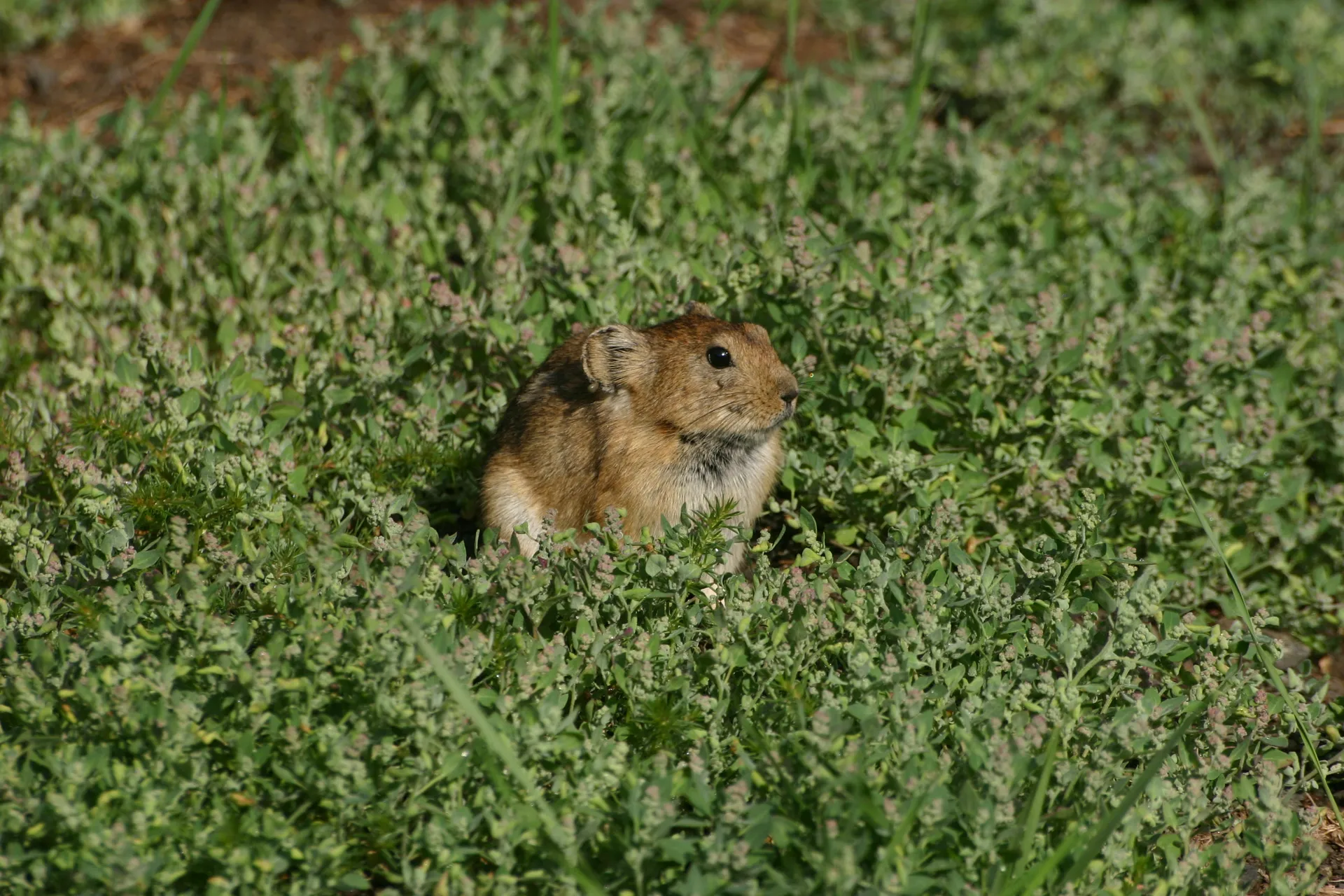 Pika, een piepende bewoner van de hellingen bij Yolyn Am, aan oor en snuit hangen teken [Gobi]