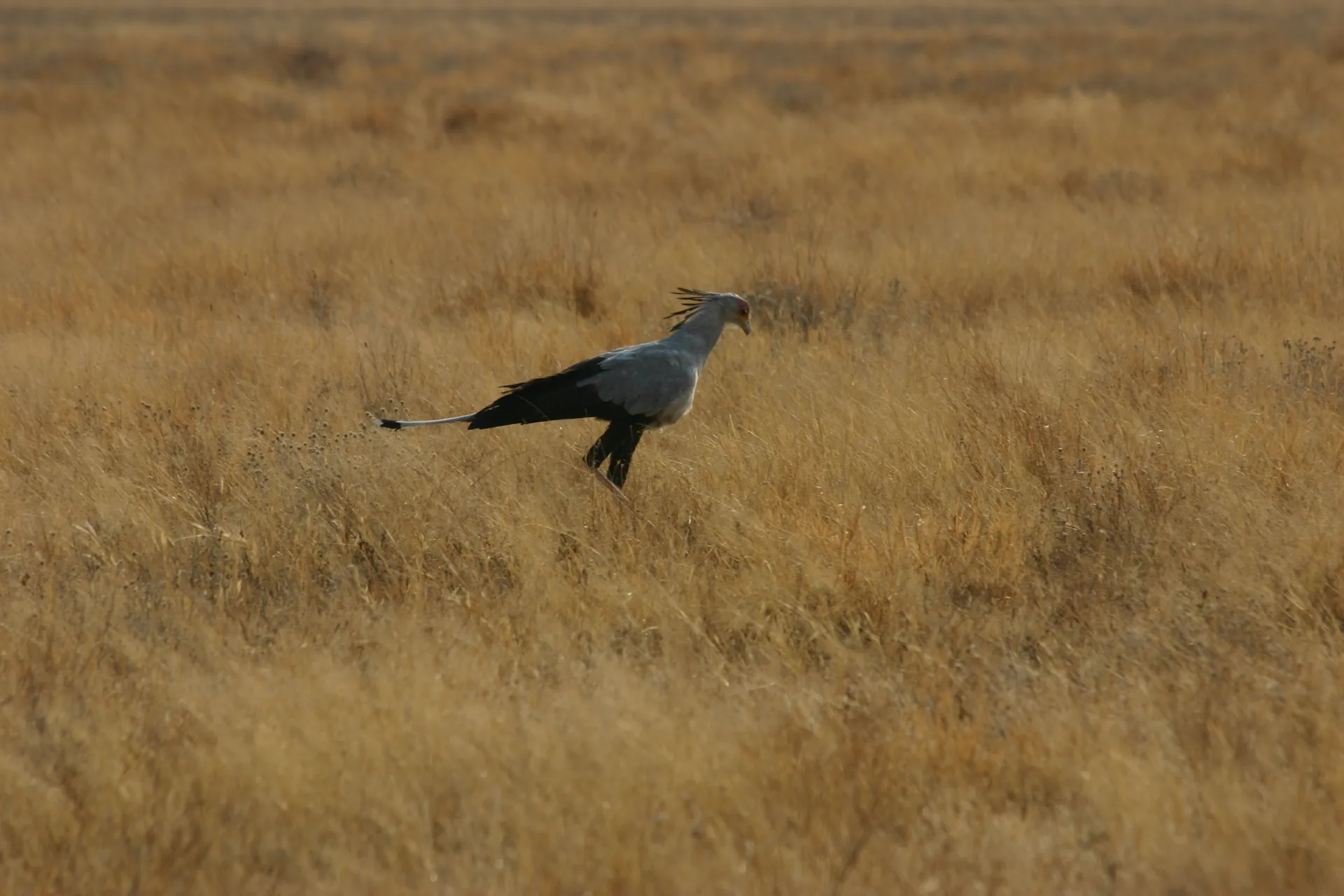 Secretarisvogel (Eng. Secretary-bird, <i>Sagittarius serpentarius</i>) [Kalahari]