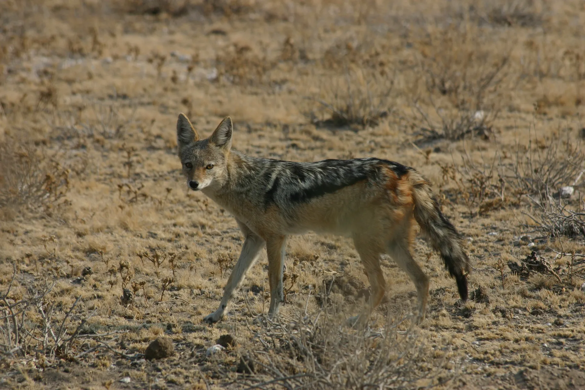 Jakhals [Kalahari]