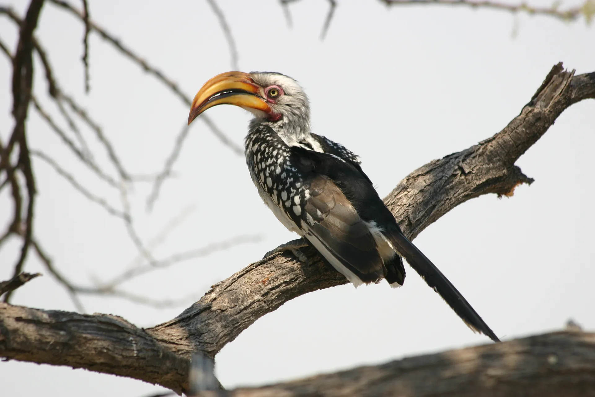 Geelsnavel neushoornvogel (Eng. Southern yellow-billed hornbill, <i>Tockus leucomelas</i>) [Kalahari]