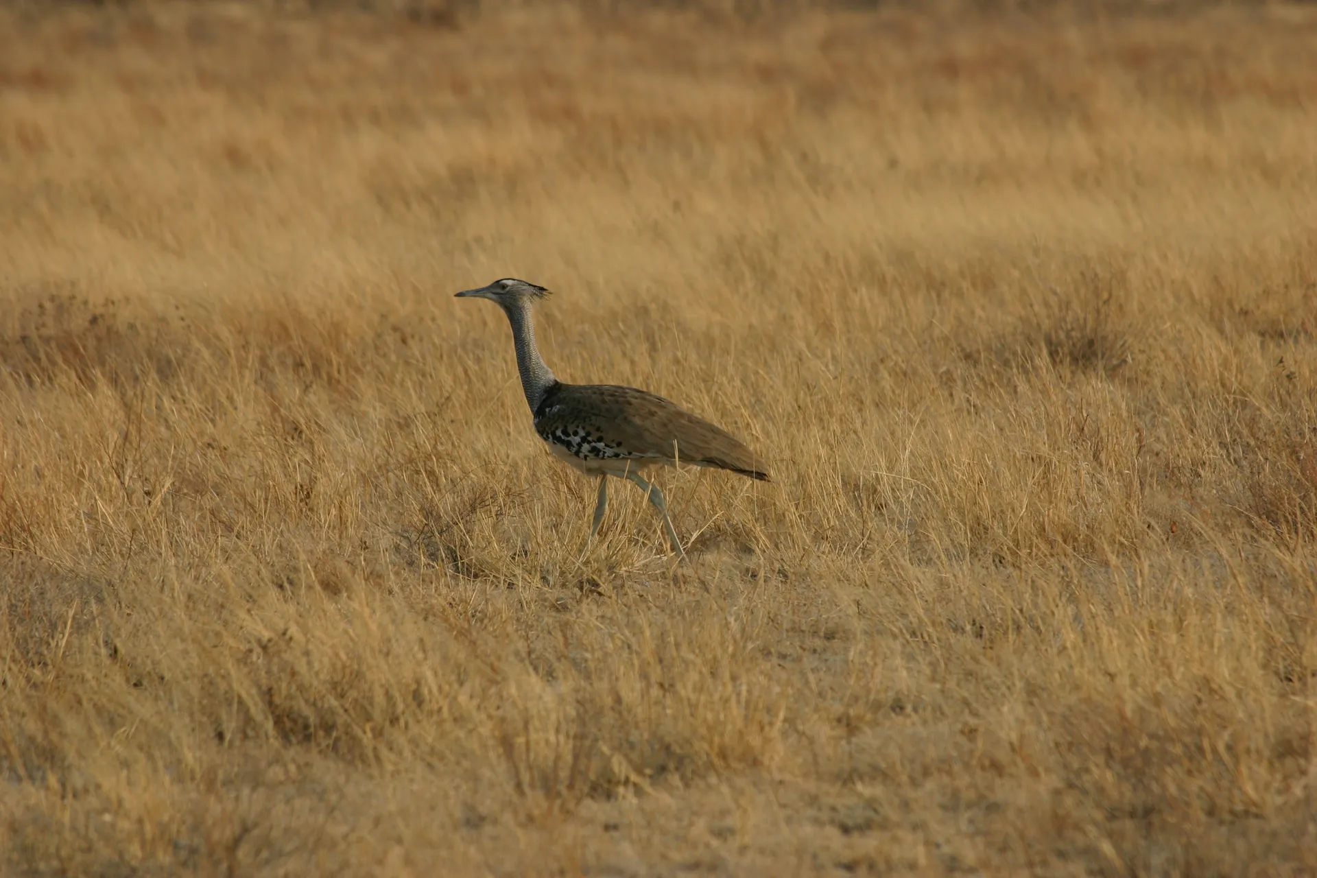 Koritrap (Eng. Kori bustard, <i>Ardeotis kori</i>) [Kalahari]
