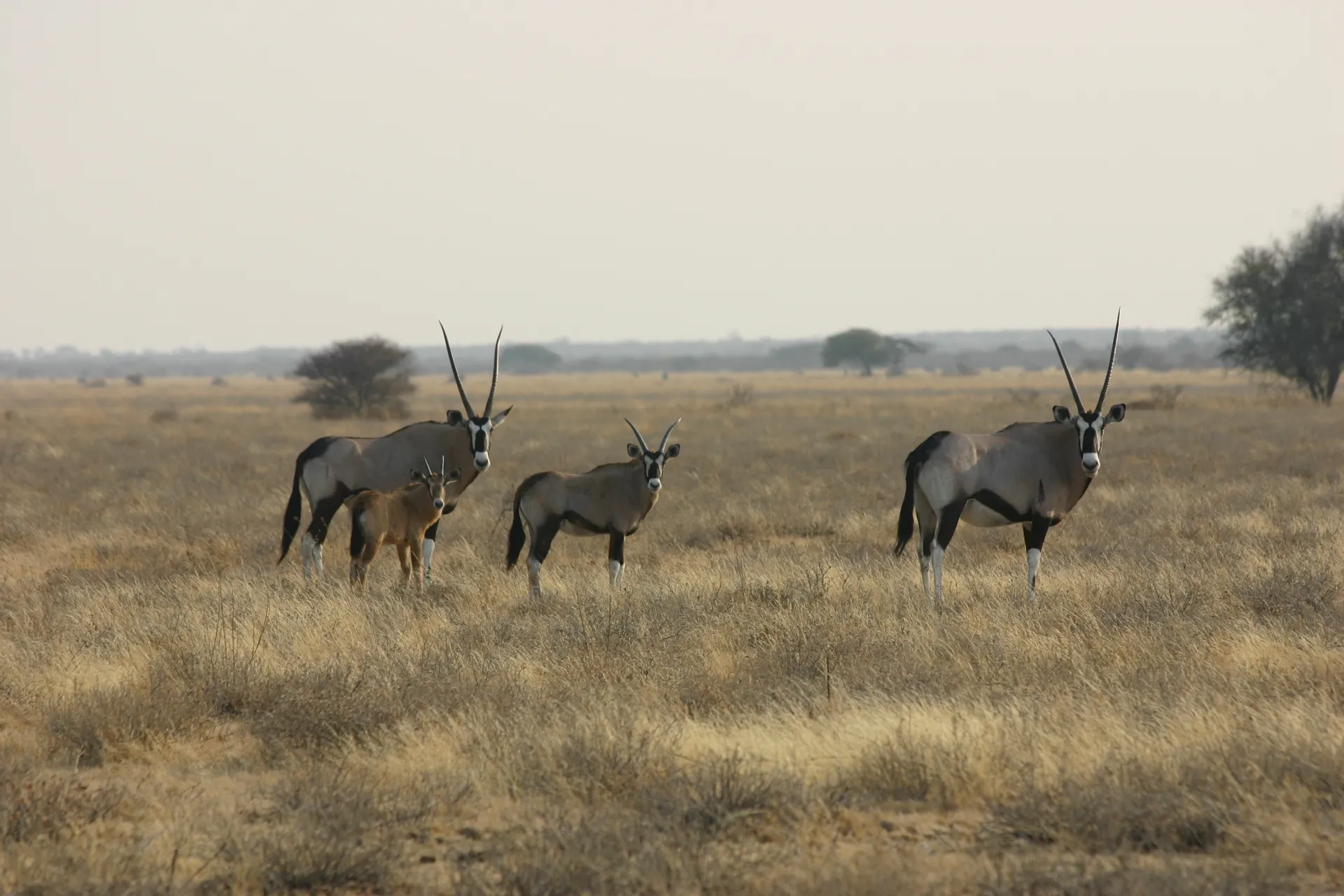 Familiegroepje gemsbokken in het karakteristieke open landschap van de Kalahari