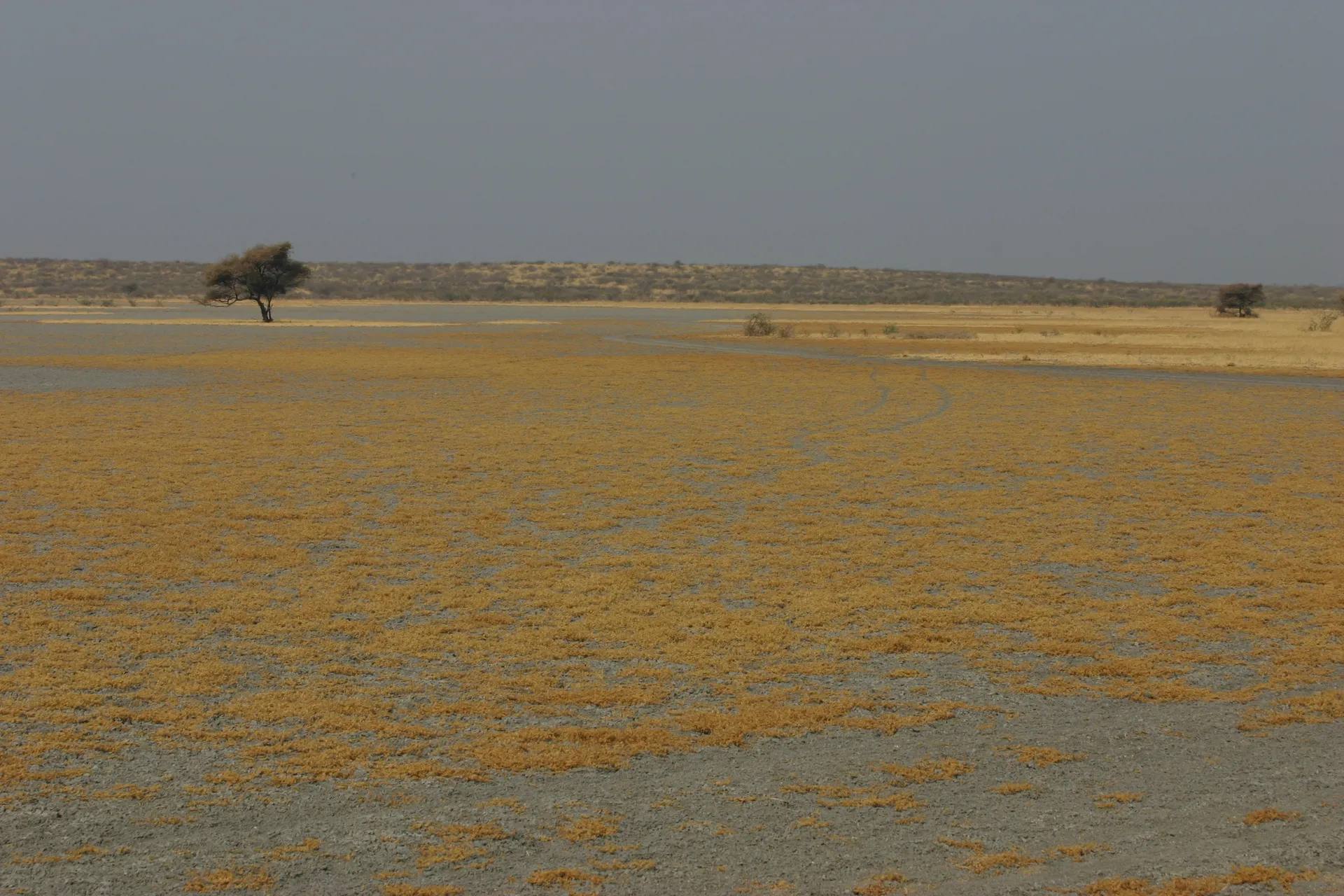 Dor gras bedekt de grijze bodem van Deception Valley, de bedding van een reeds lang geleden opgedroogde rivier [Kalahari]