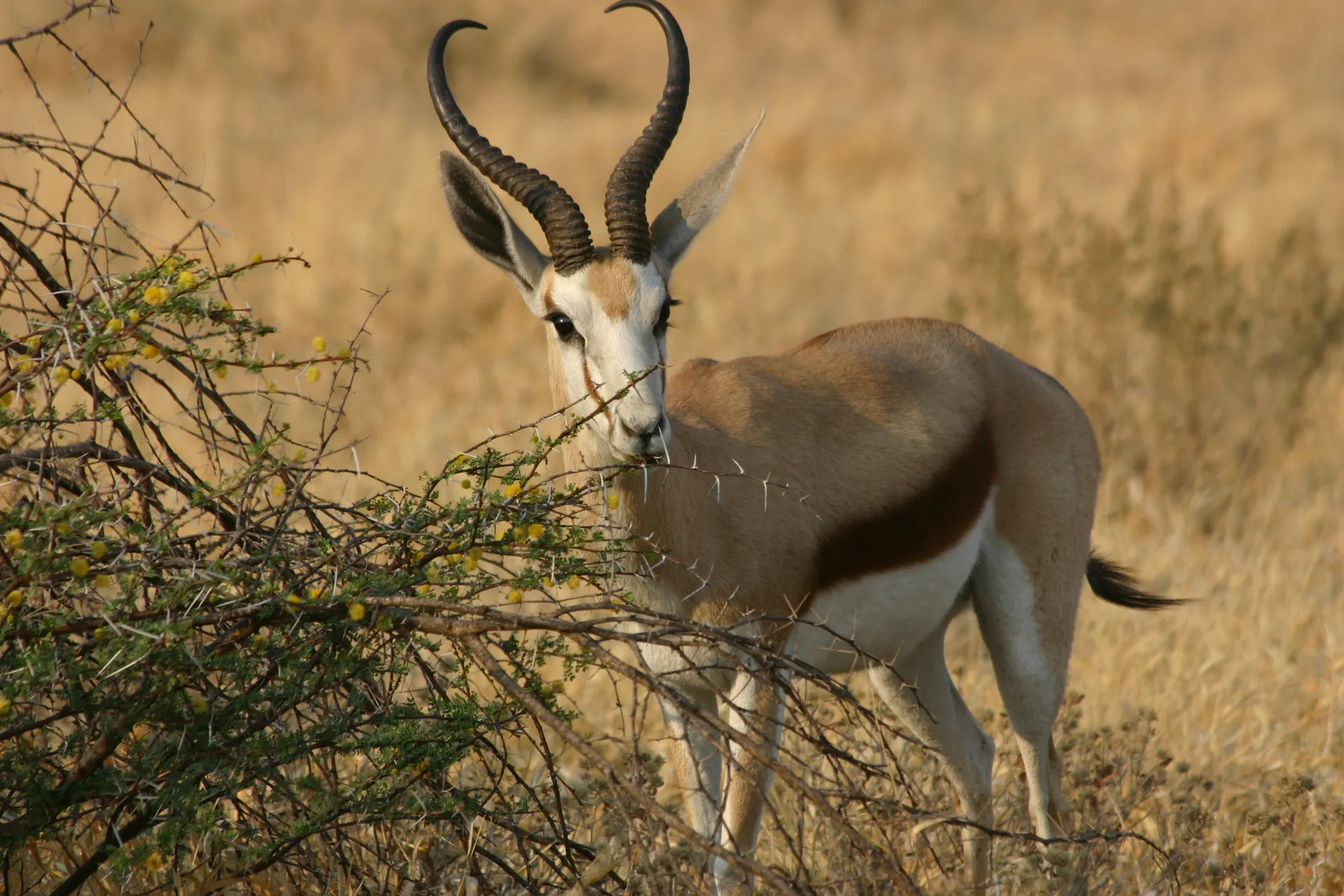 Springbok (mannetje) bij een geel bloeiende acacia [Kalahari]