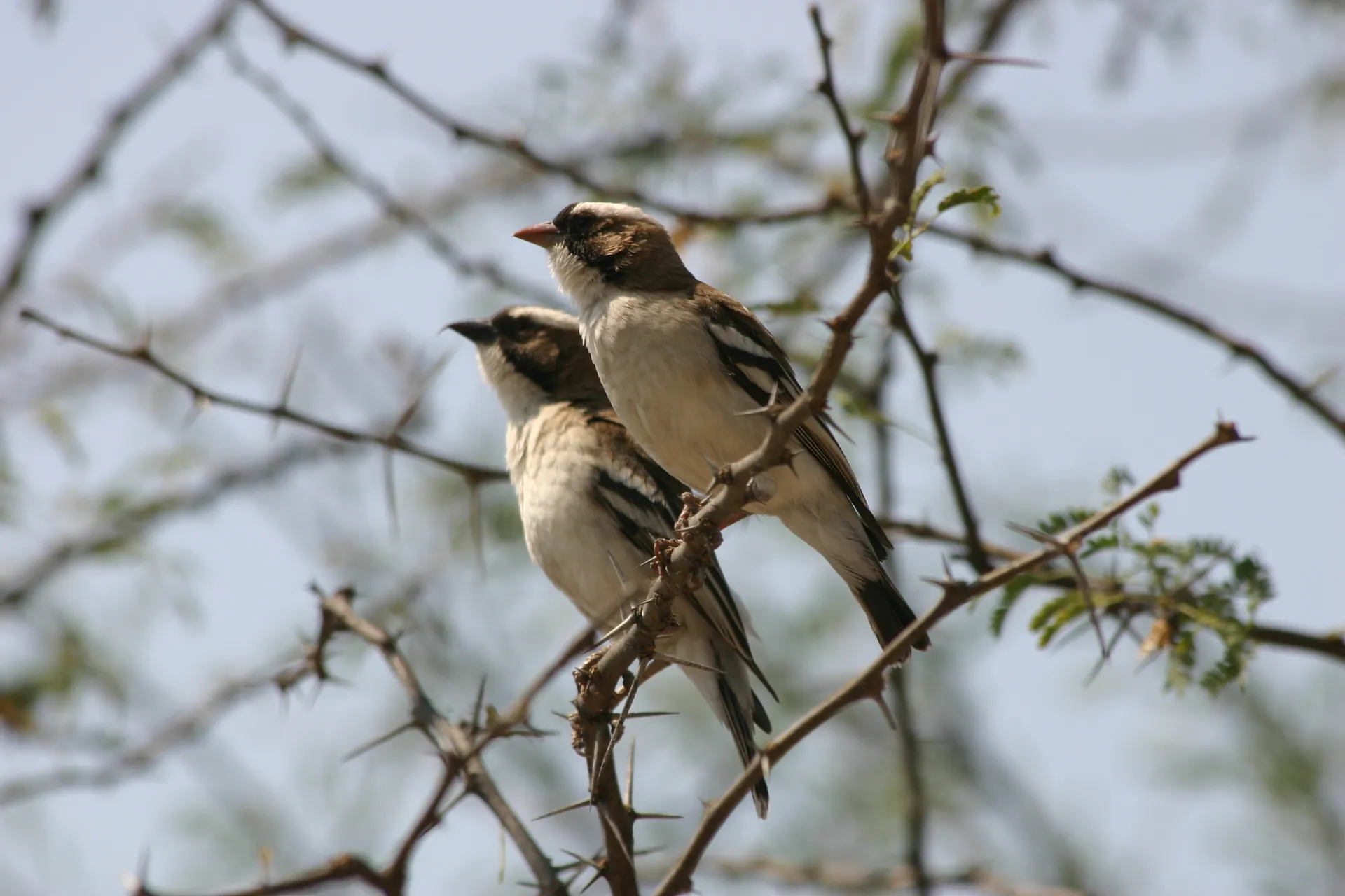 Een paartje Mahali-wevers (Eng. White browed sparrow weaver, <i>Plocepasser mahali</i>) op de nog kale takken van een acacia [Kalahari]