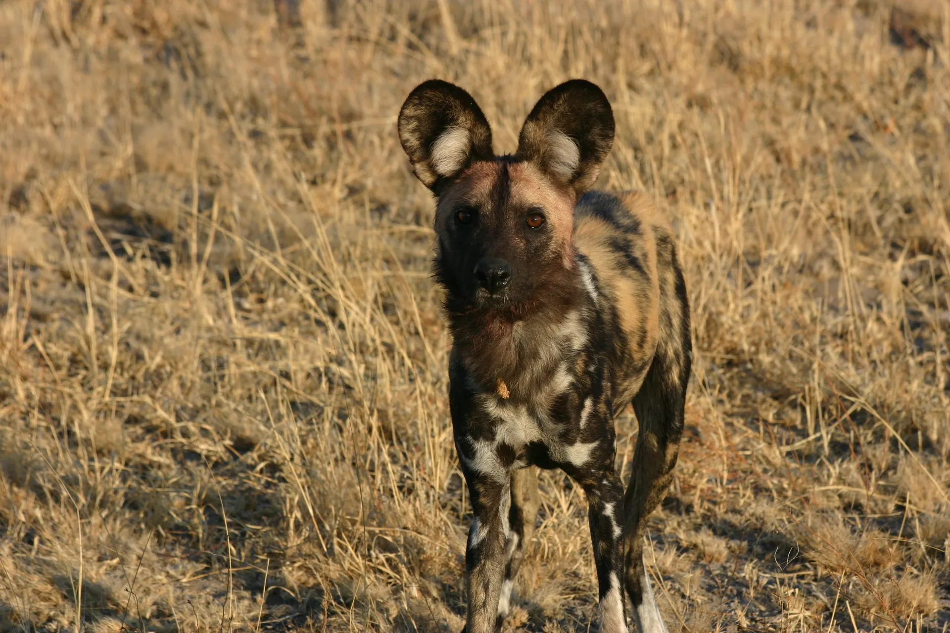 Wilde hond [Kalahari]