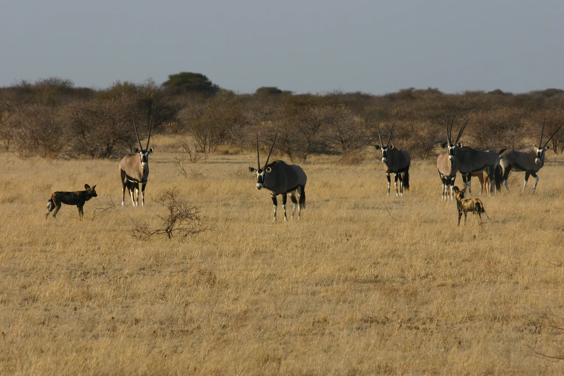 De troep wilde honden belaagt een groepje gemsbokken [Kalahari]