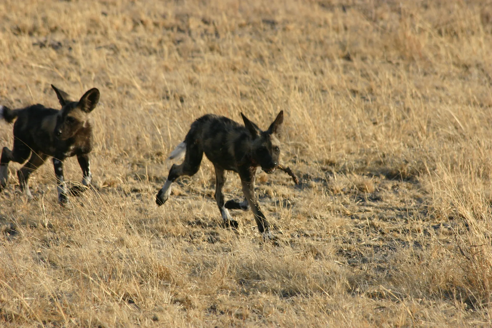 Jonge wilde honden, speels achter elkaar aanrennend om een tak [Kalahari]