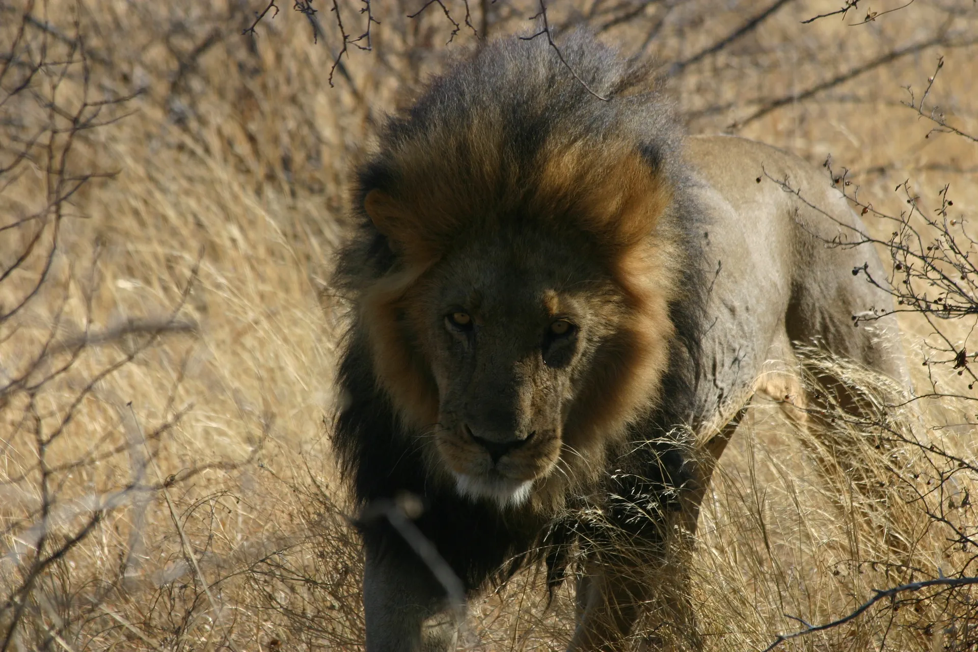 Mannetjesleeuw met de karakteristieke donkere manen van de Kalahari-leeuw