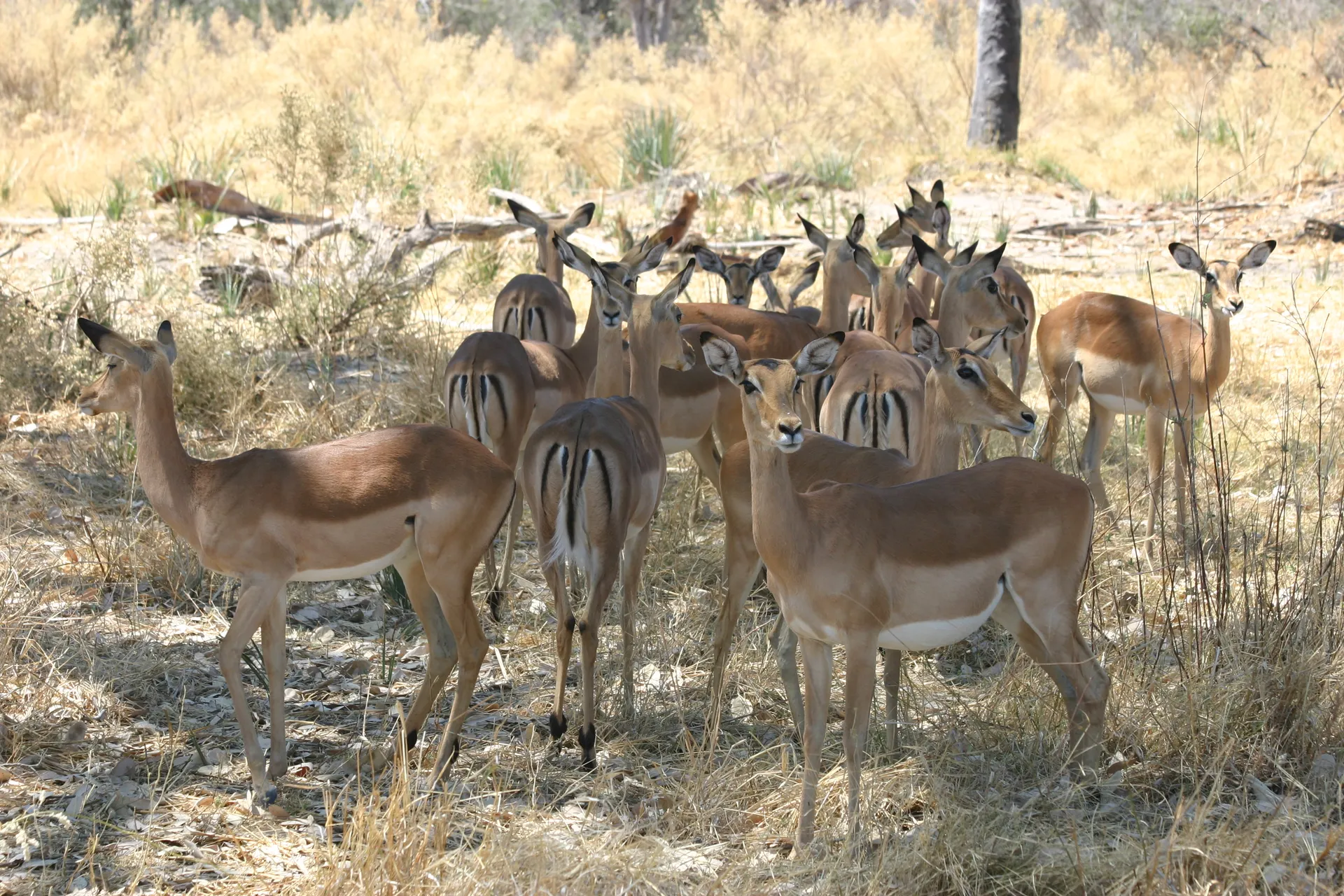 Groepje impala´s, door de hitte van de zon bijeen gedreven onder een boom [Moremi]