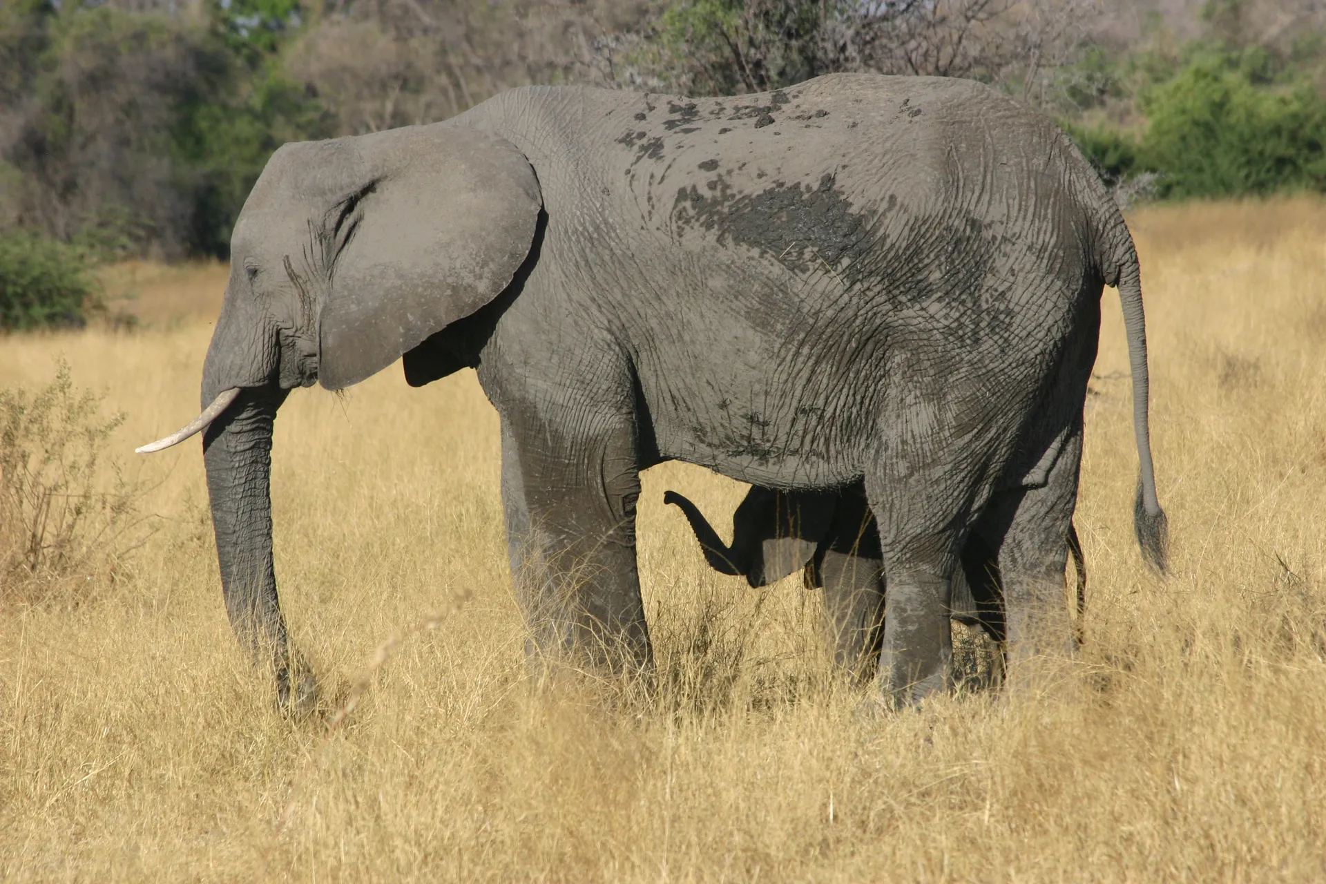 Olifant met jong [Moremi]