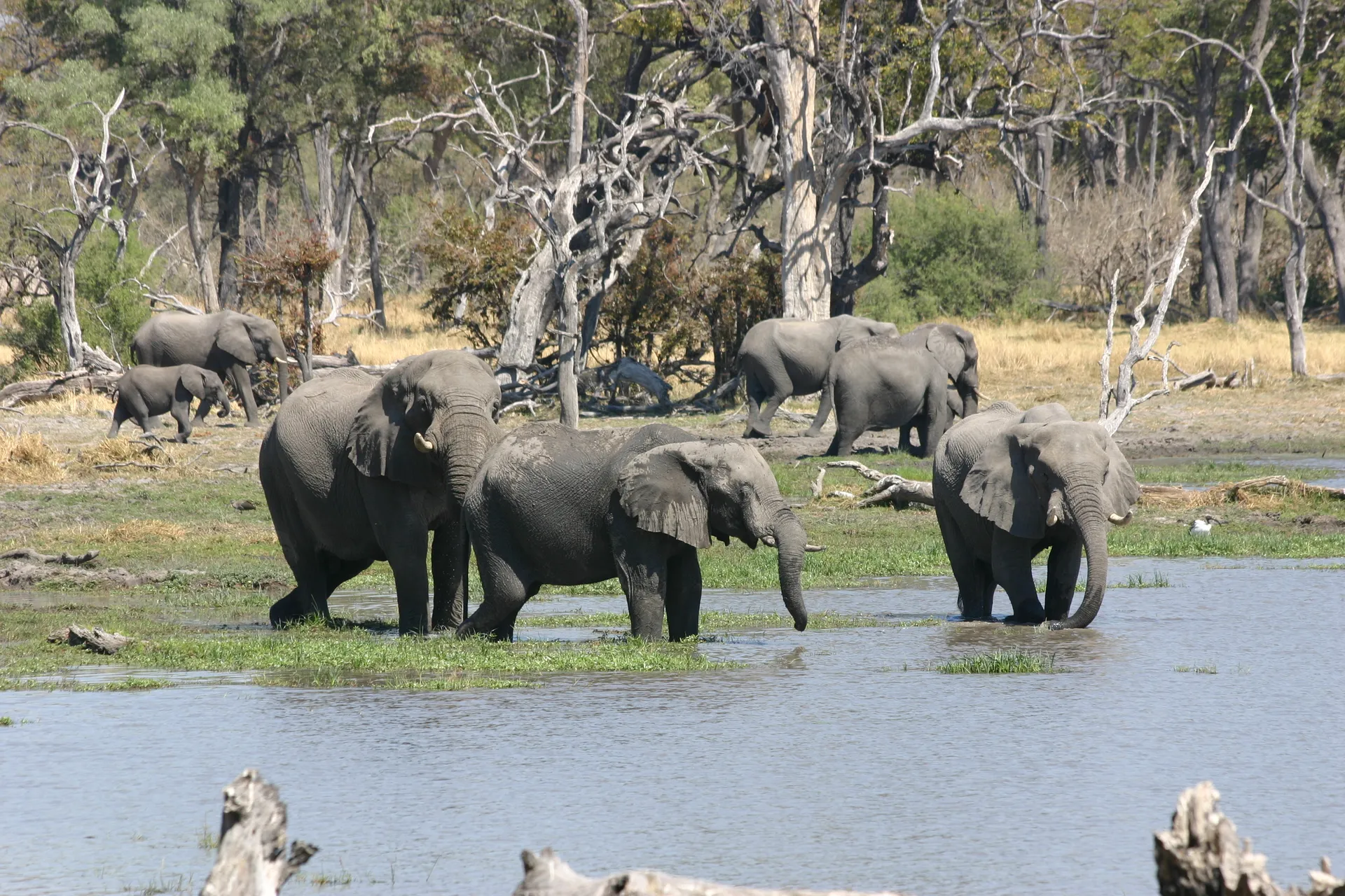 Olifanten lessen hun dorst [Moremi]