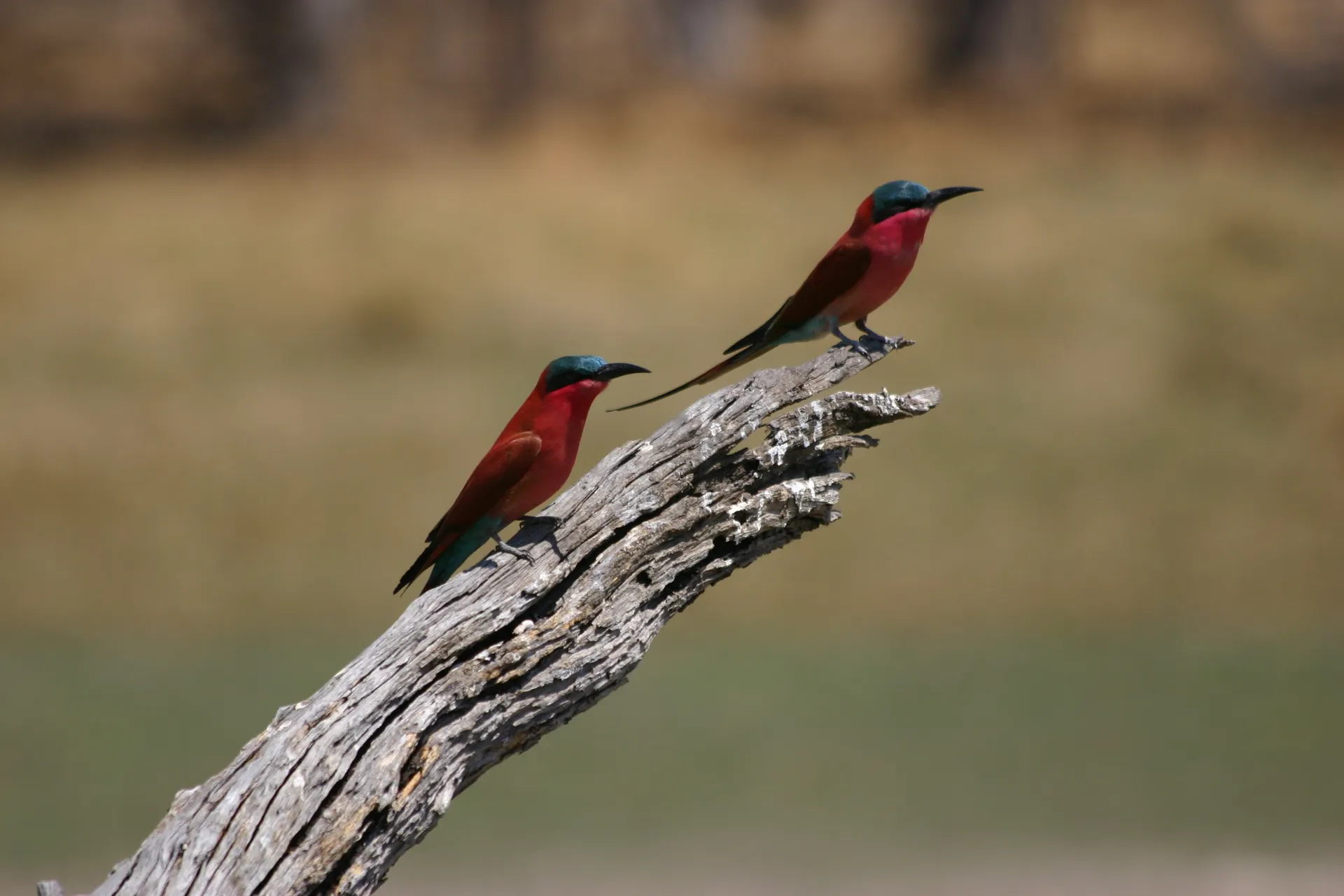 Paartje karmijnrode bijeneters (Eng. Southern carmine bee-eater, <i>Merops nubicoides</i>) [Moremi]