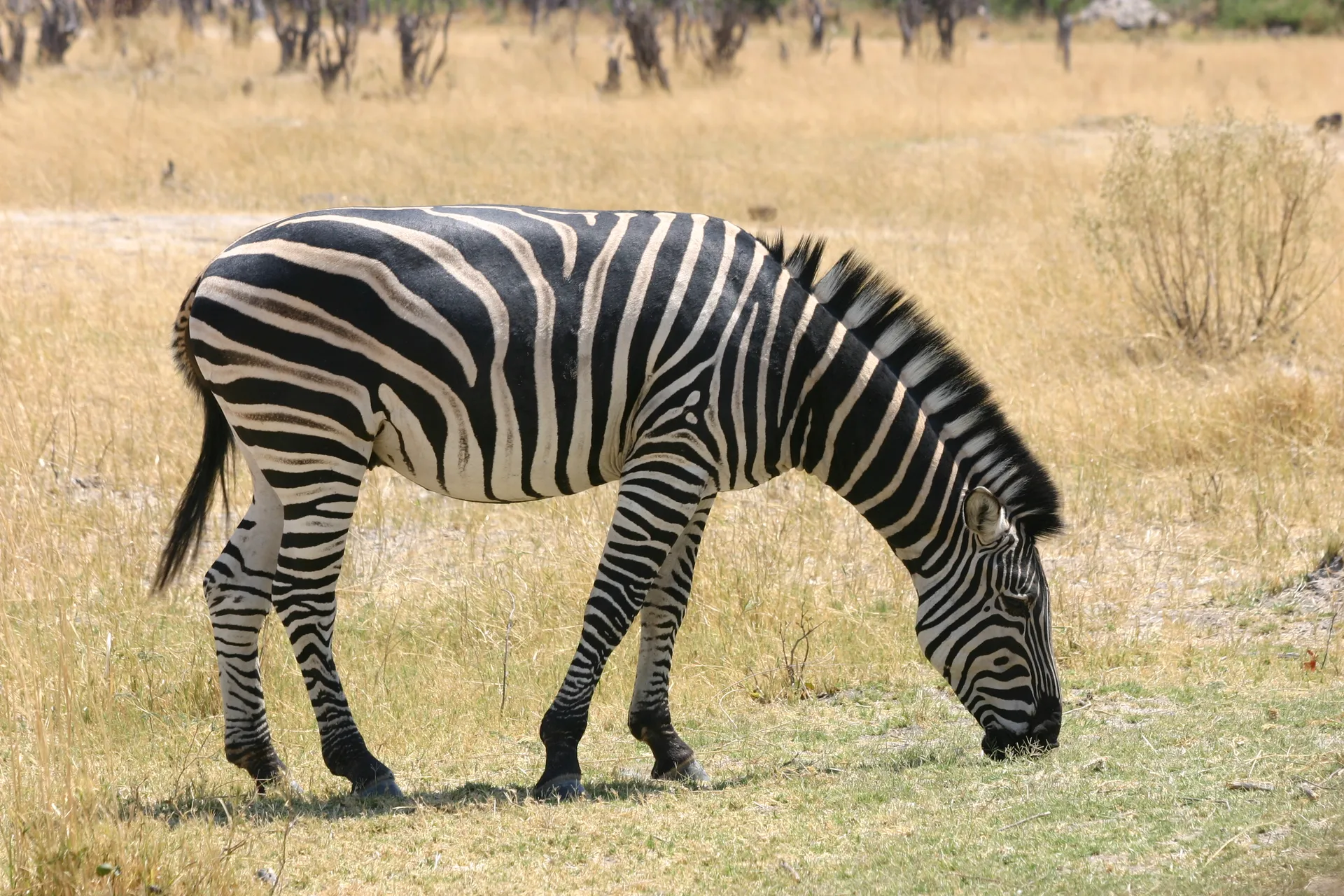 Zebra, let op de fraaie afwisseling van bruine en zwarte strepen [Moremi]