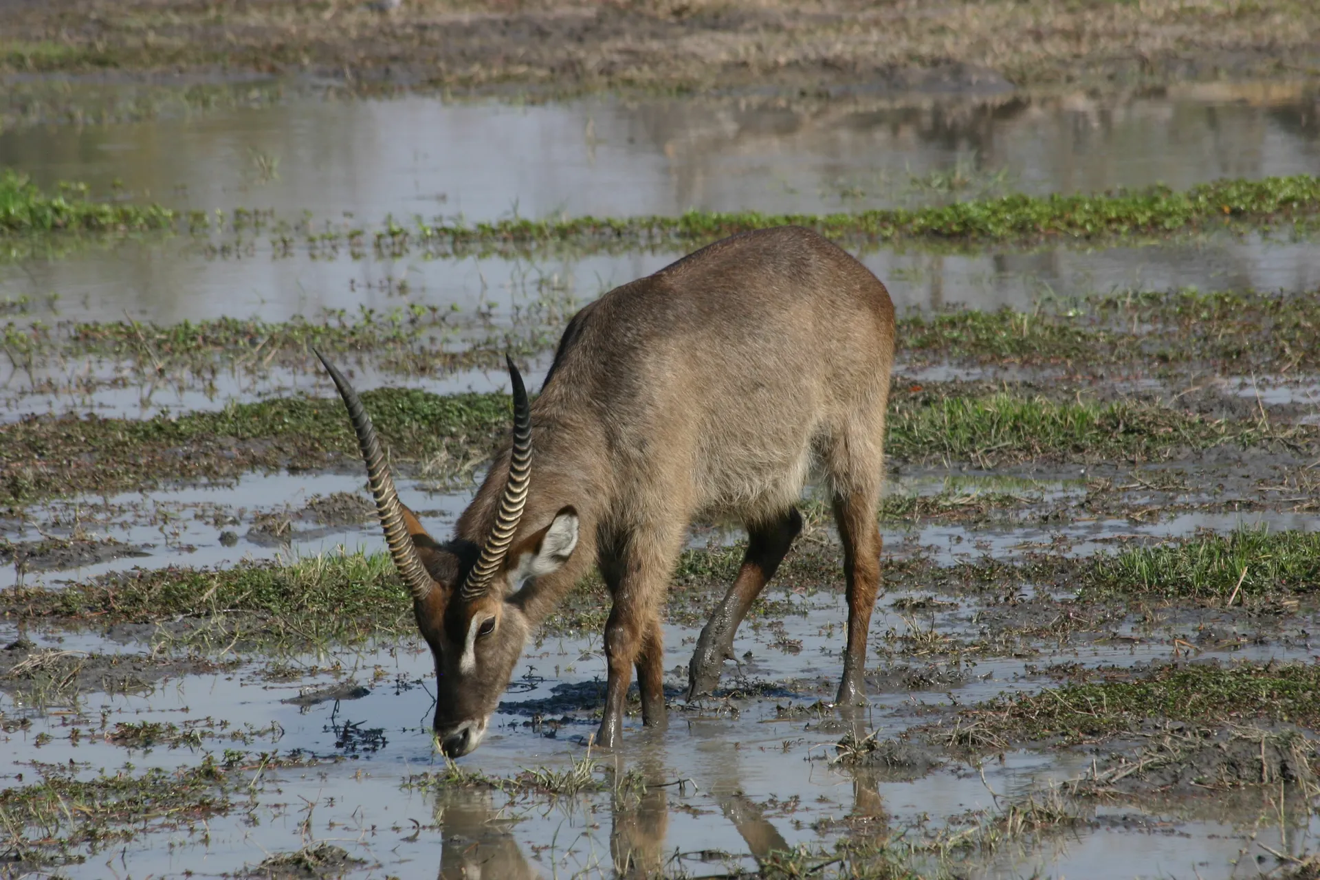 Waterbok in zijn biotoop van drassige landschappen [Moremi]