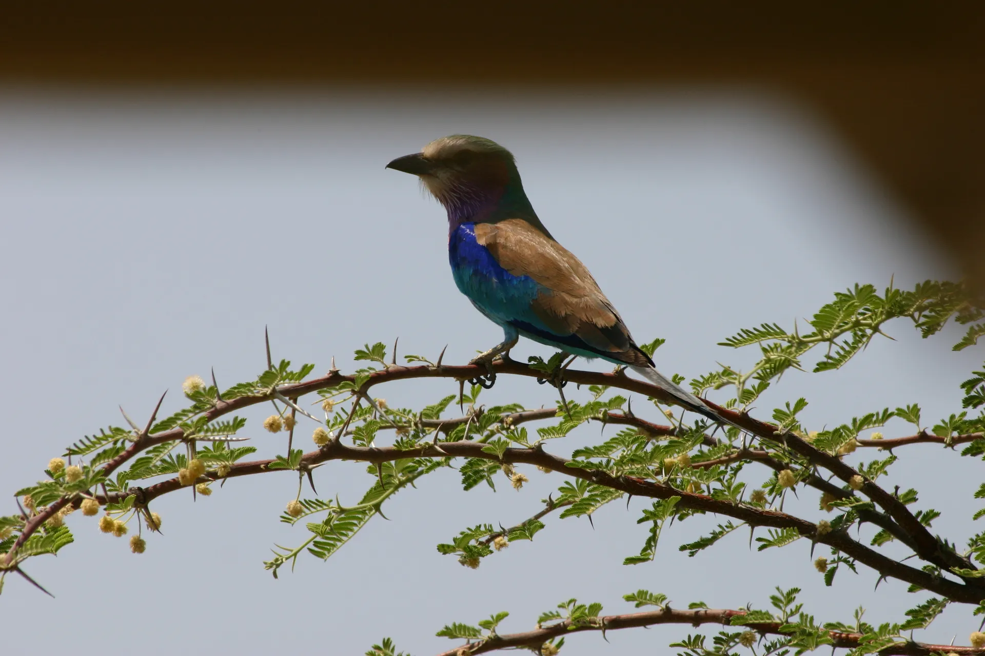 Vorkstaartscharrelaar (Eng. Lilac-breasted roller, <i>Coracias caudata</i>) [Moremi]