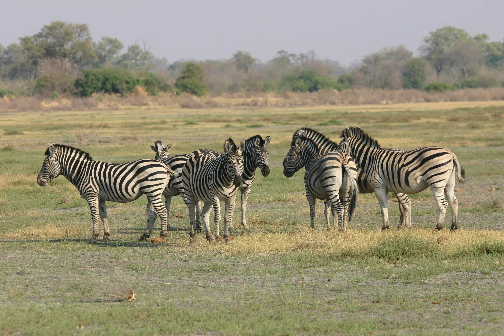 Zebra´s [Moremi]