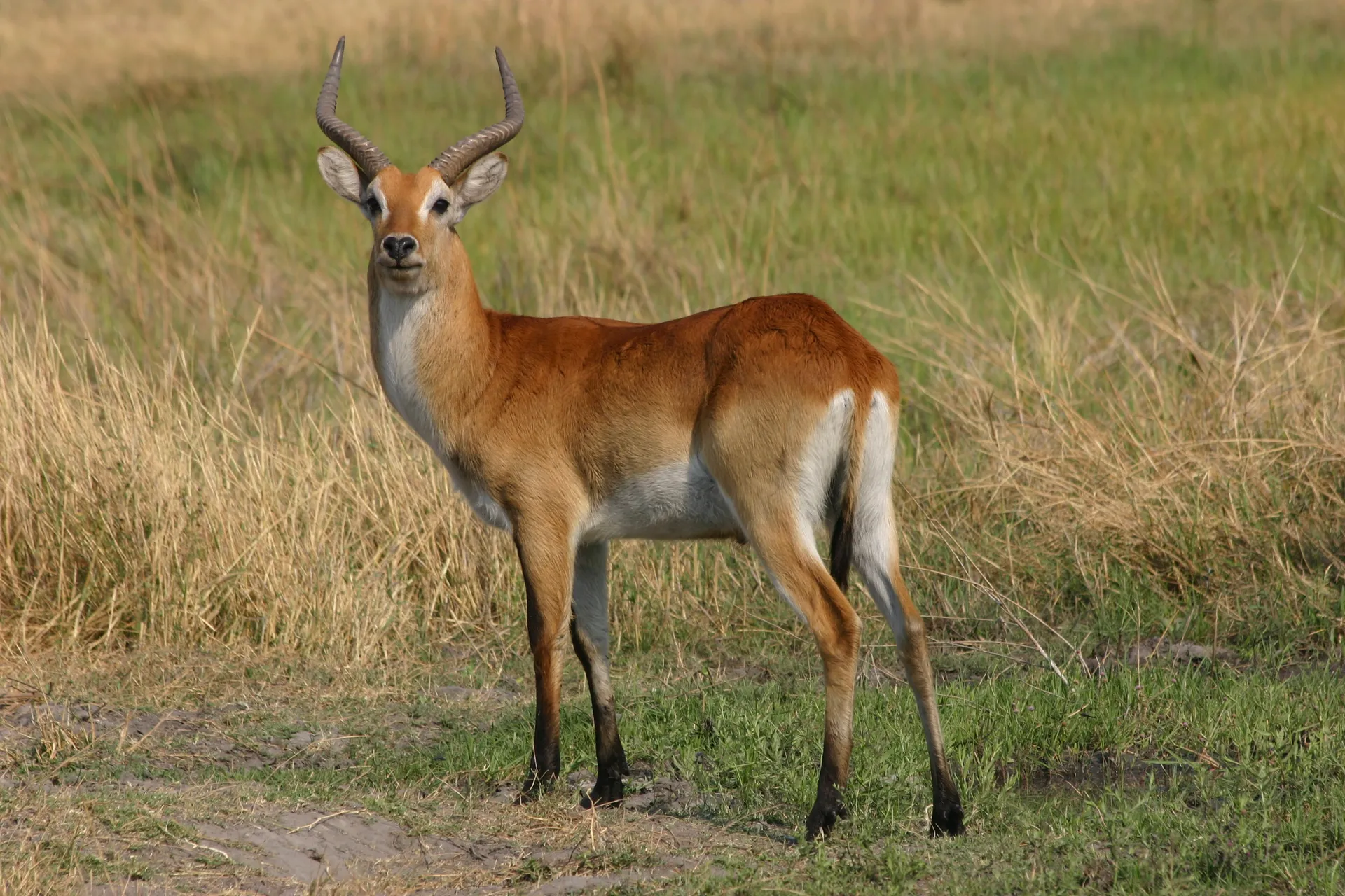 Red lechwe, de modder aan zijn poten laat zien dat hij thuis is in de natte gebieden [Moremi]