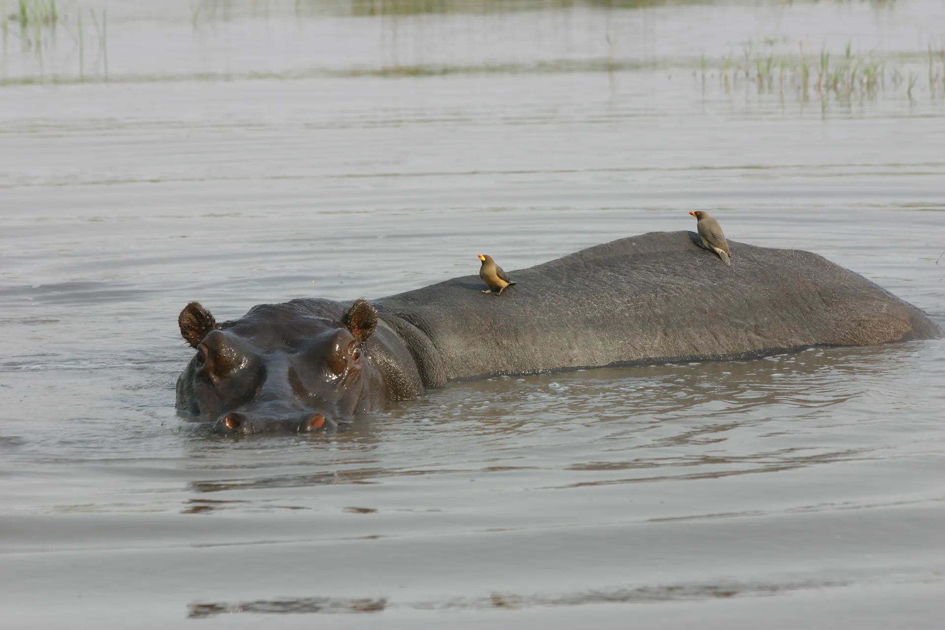 Nijlpaard met ossenpikkers op de rug, badderend in de uitlopers van de Okavango [Moremi]