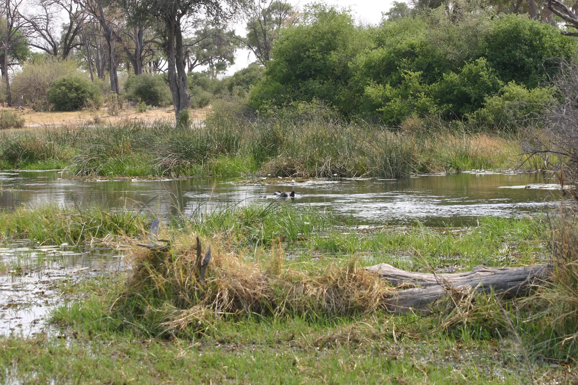 Weelderige begroeiing in Moremi dankzij de uitlopers van de Okavango-rivier