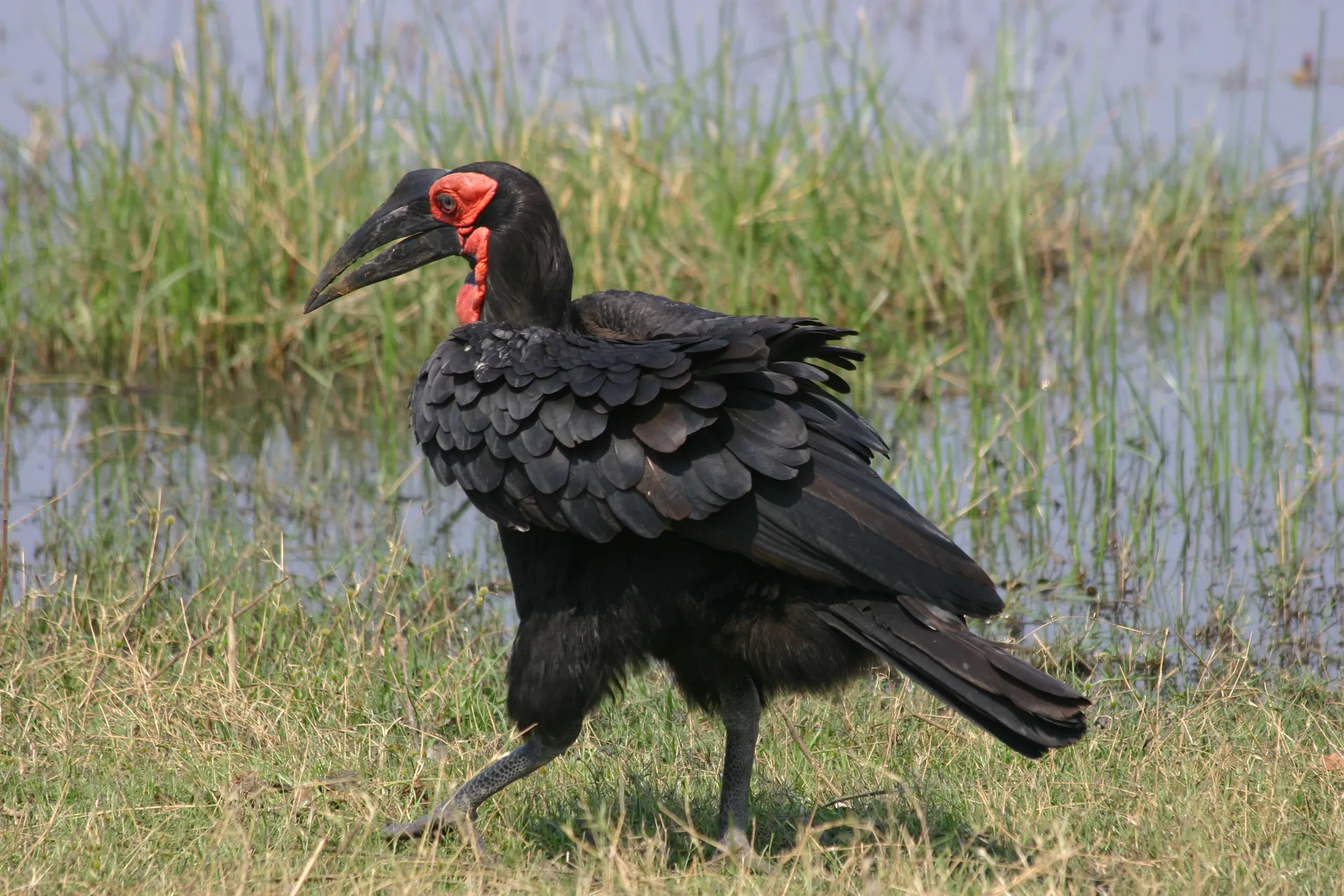 Zuidelijke hoornraaf (Eng. Southern ground-hornbill, <i>Bucorvus leadbeateri</i>) [Moremi]
