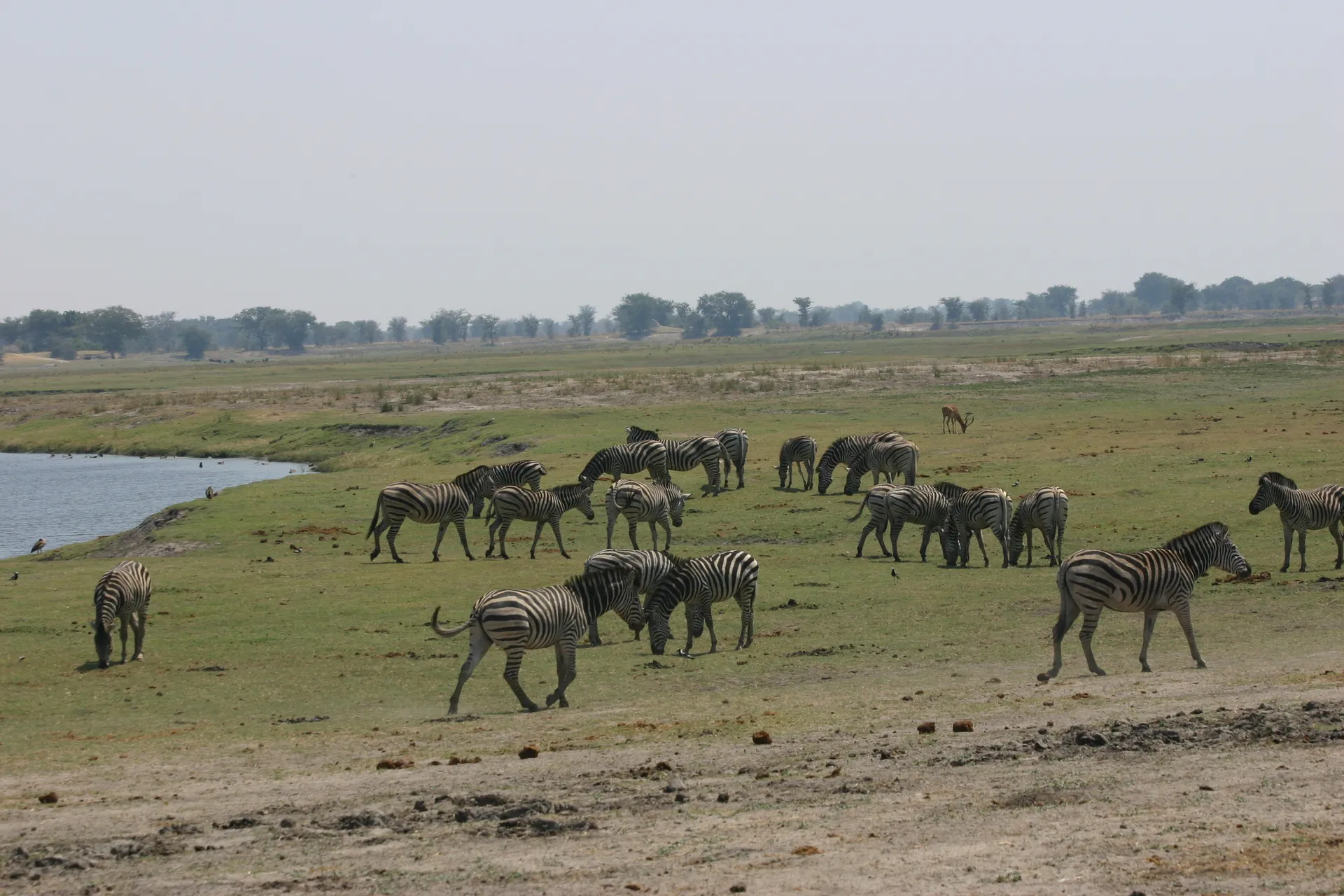 Zebra´s aan de oever van de Chobe-rivier