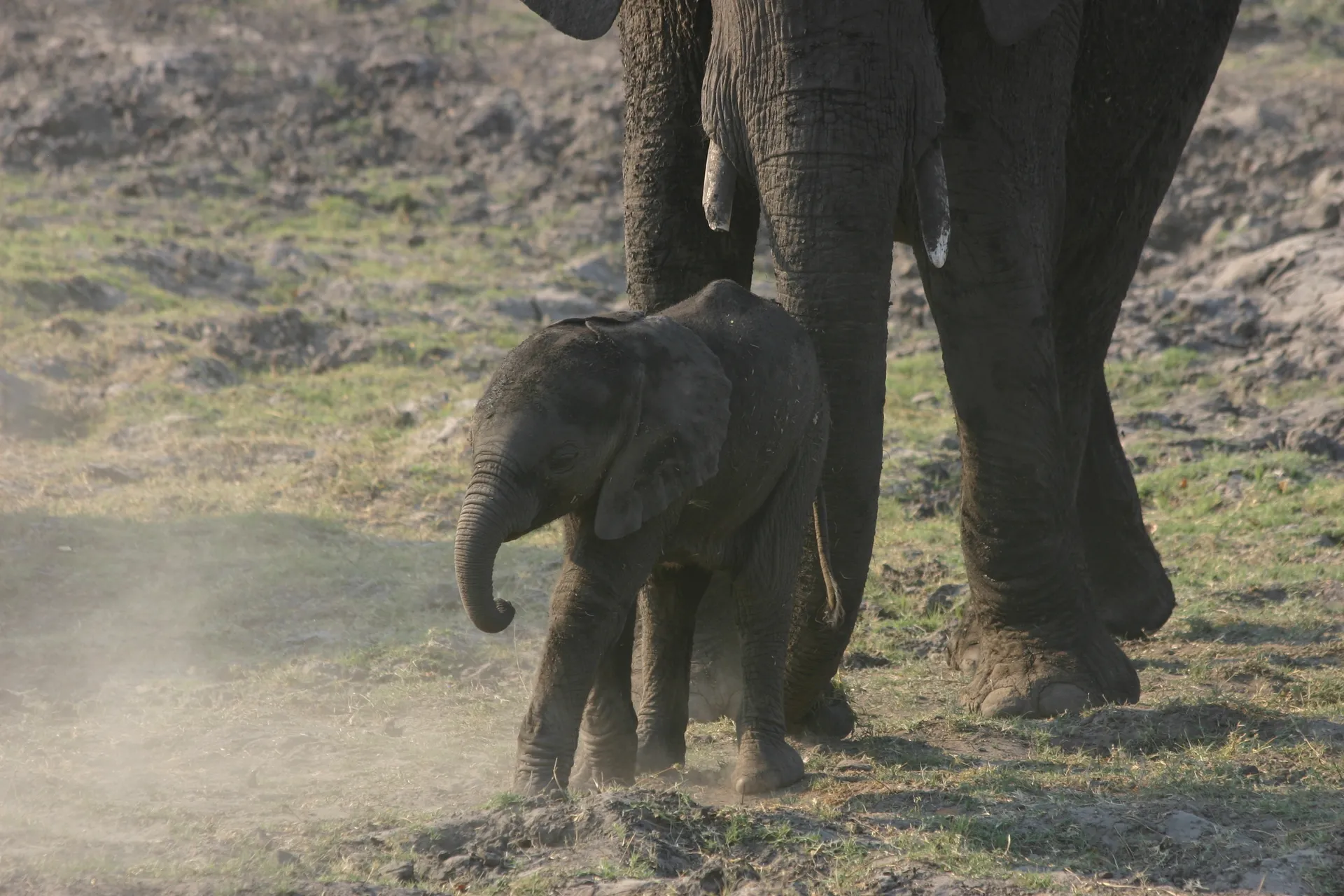 Zo´n jong van een week oud kan niet zonder moeders hulp op de been blijven ... [Chobe]