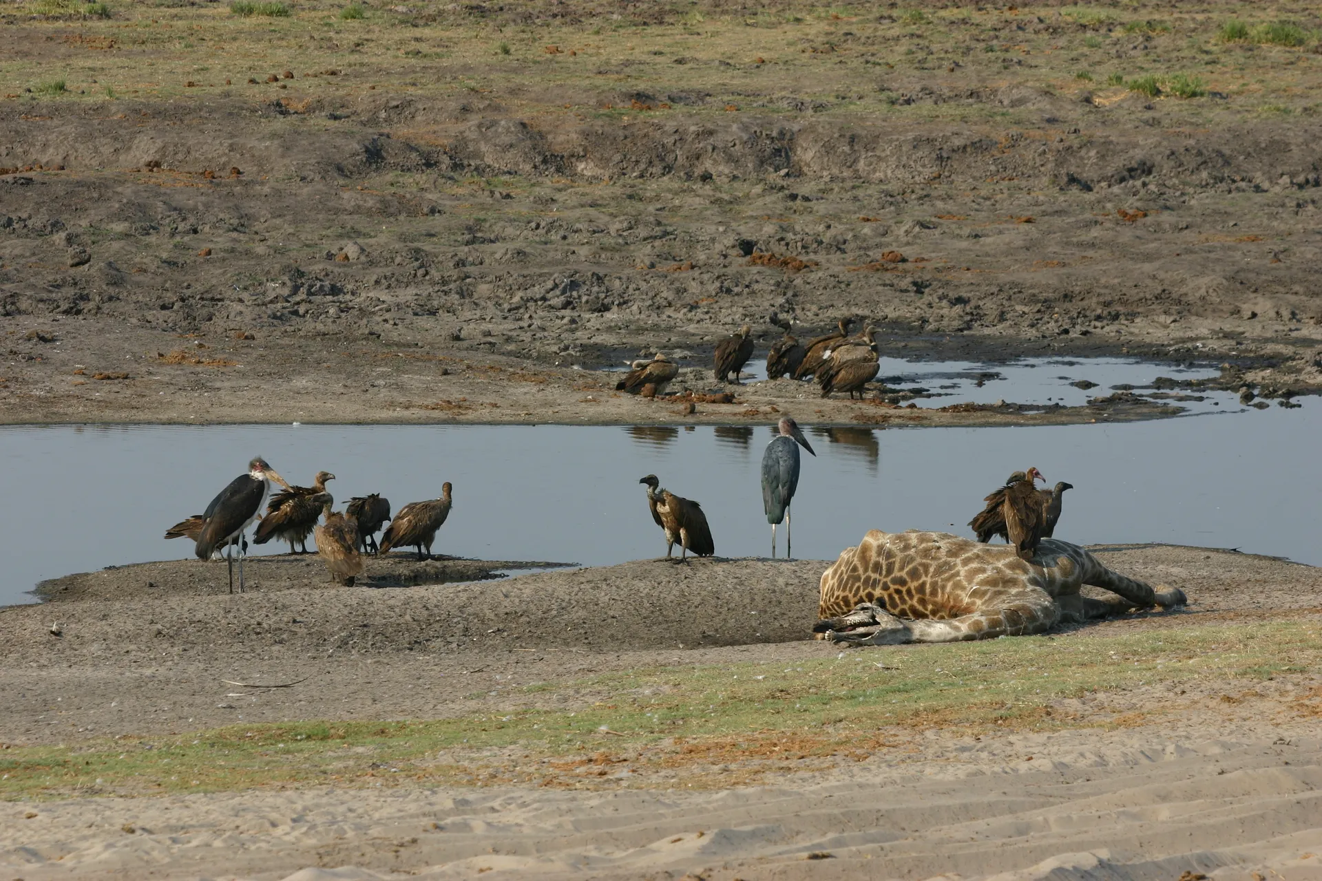 Een flinke groep aaseters heeft zich verzameld rond het kadaver van een giraf [Chobe]