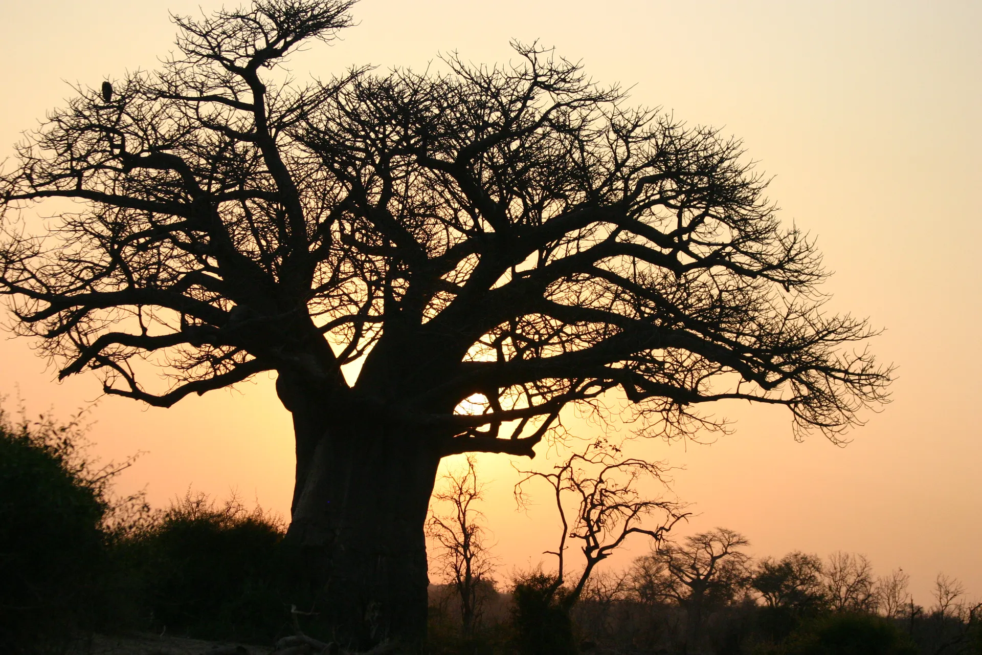 Baobab bij opkomende zon [Chobe]