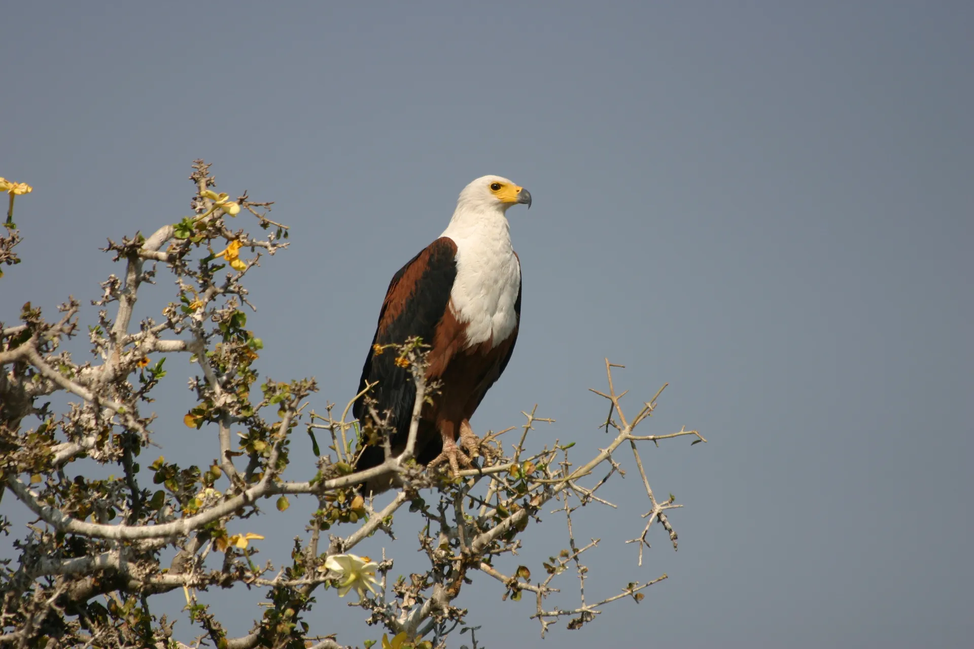 Afrikaanse zeearend (Eng. African fish eagle, <i>Haliaeetus vocifer</i>) [Chobe]