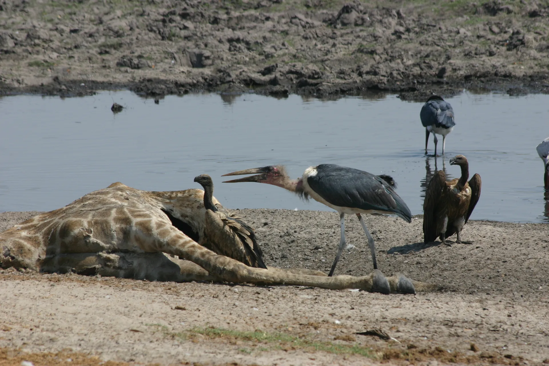 In dreighouding eist deze Afrikaanse maraboe (Eng. Marabou stork, <i>Leptoptilos crumeniferus</i>) zijn aandeel van de buit op [Chobe]