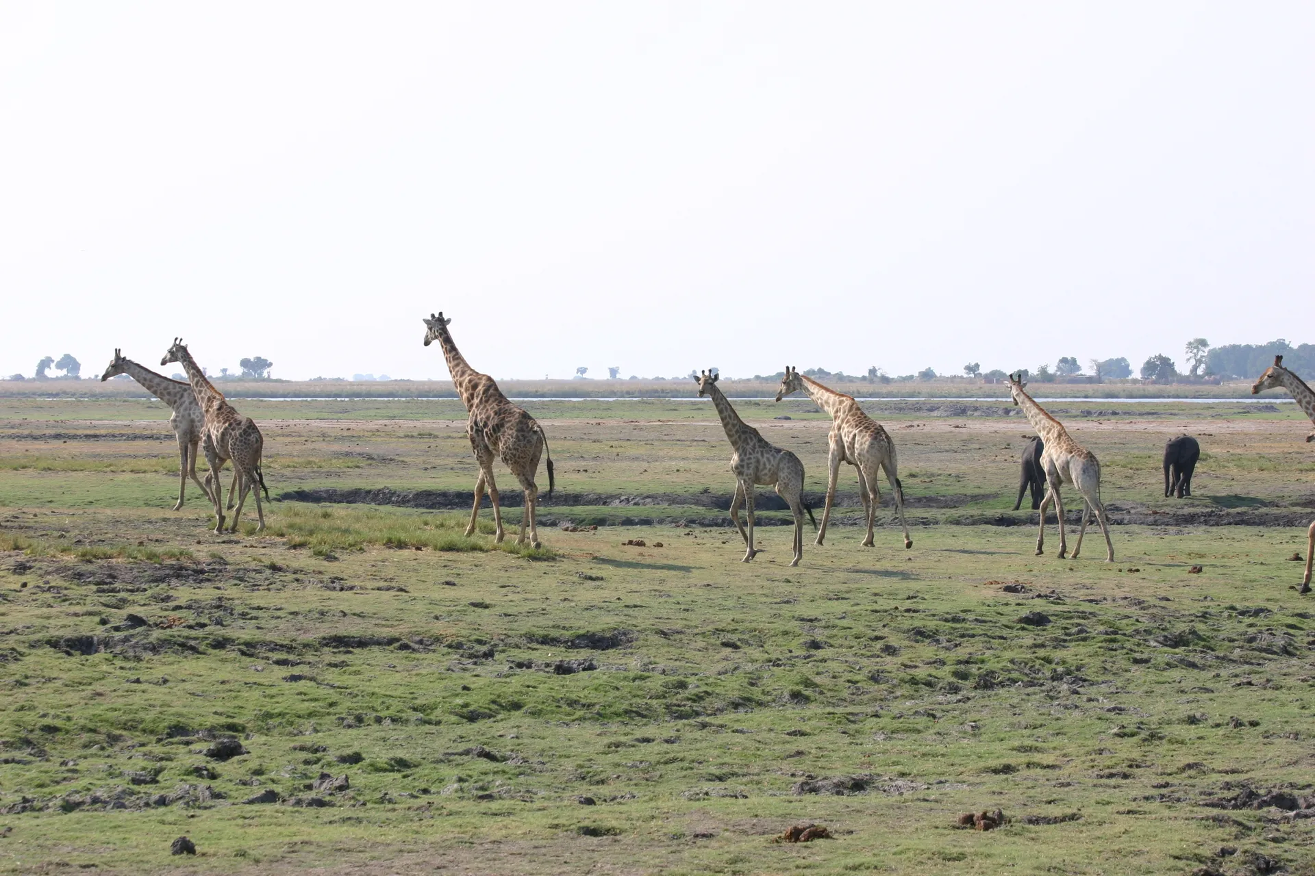 Groep giraffen op de brede uiterwaarden van de Chobe-rivier