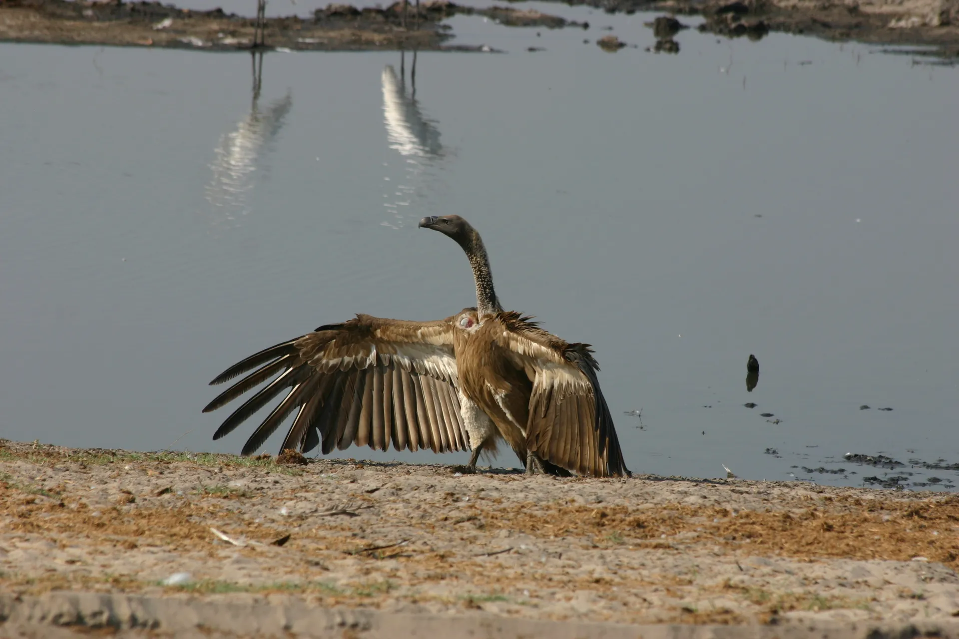 Witruggier (Eng. White-backed vulture, <i>Gyps africanus</i>) in een poging de concurrerende aaseters te imponeren [Chobe]