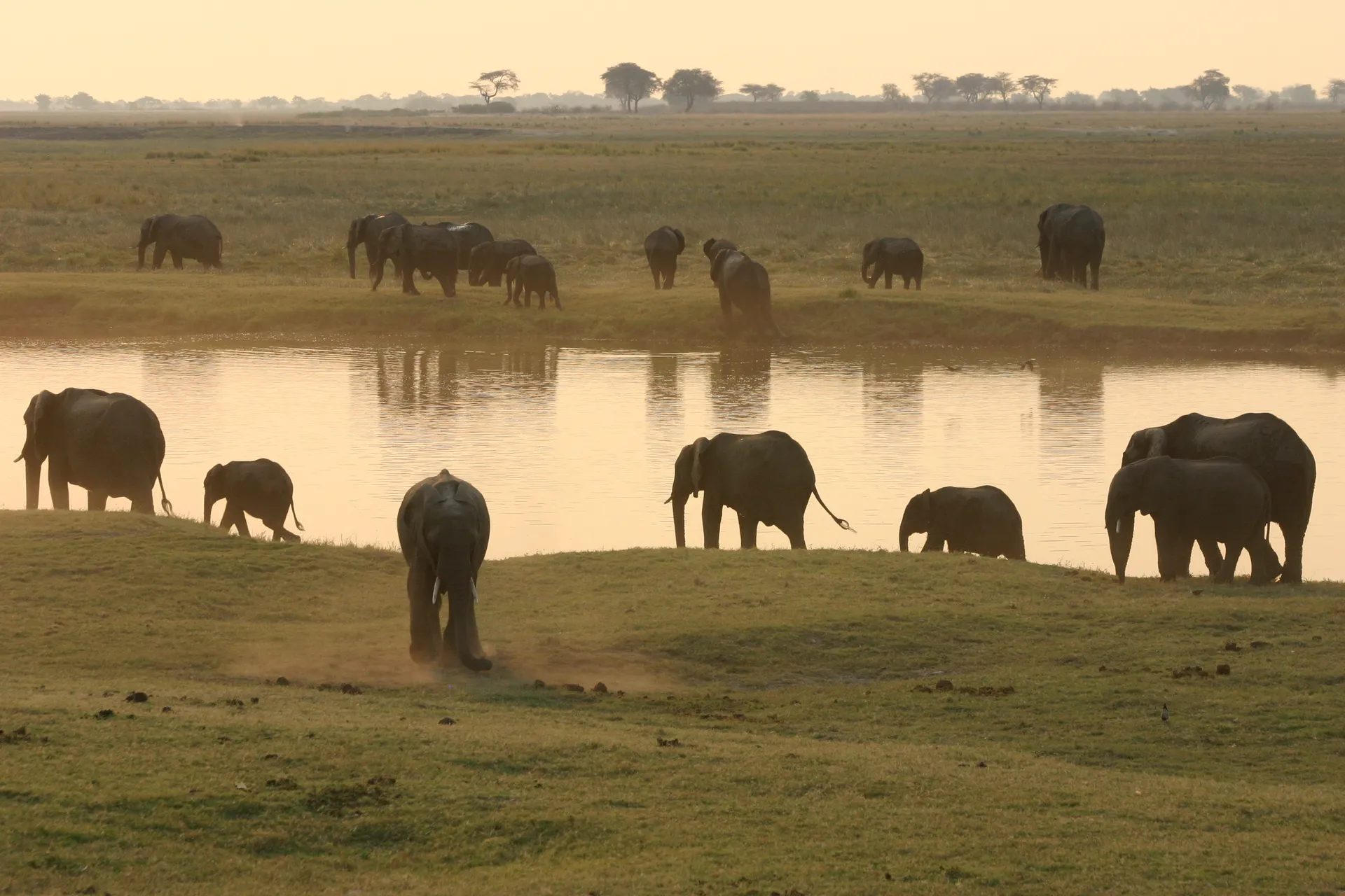 Olifanten in het licht van de avondschemering aan de oever van de Chobe-rivier