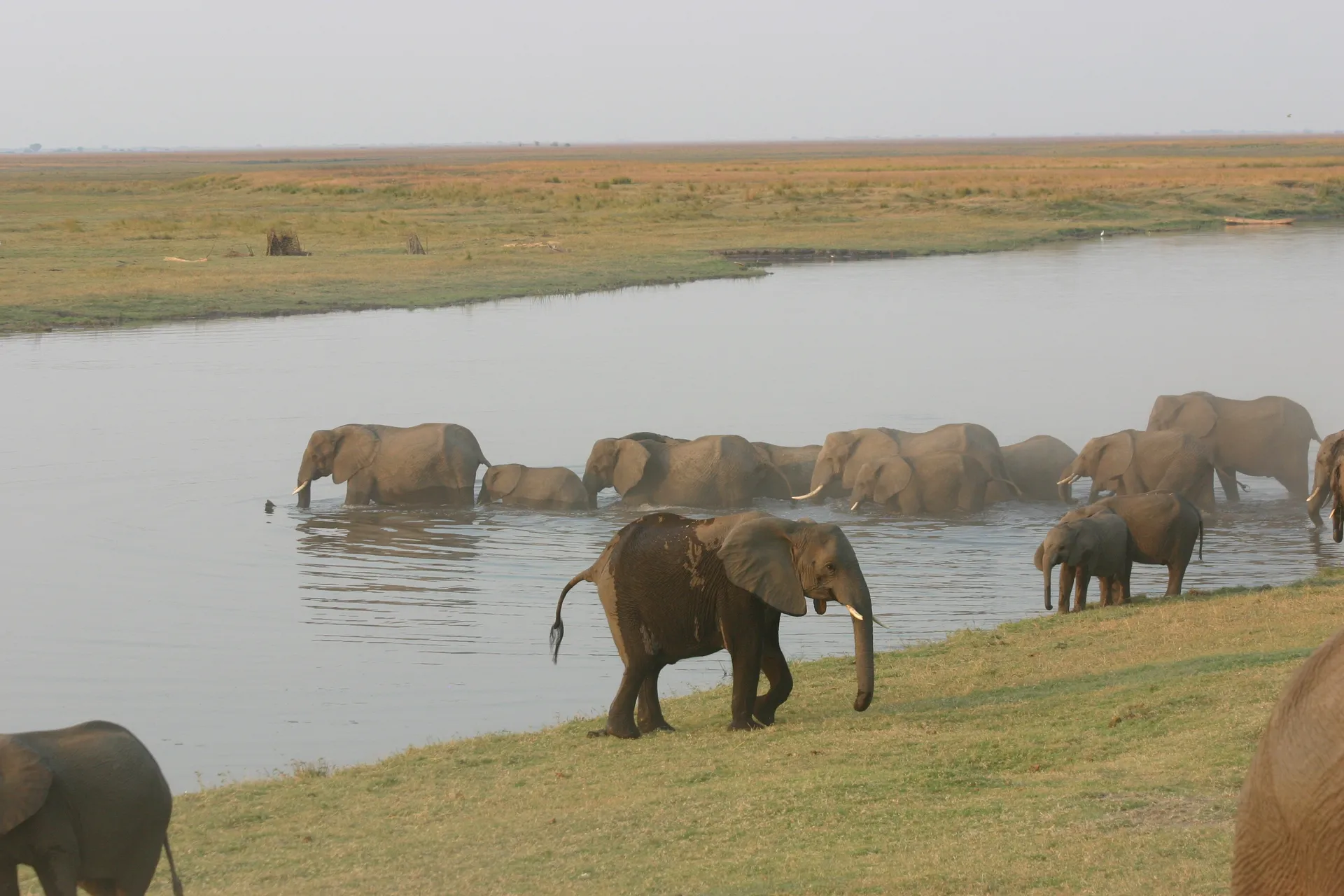 De matriarch gaat voorop bij het oversteken van de Chobe-rivier